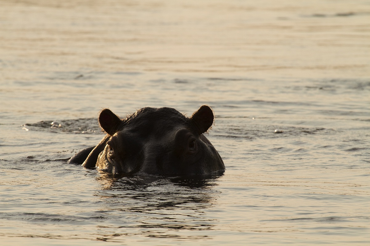 the king of the river