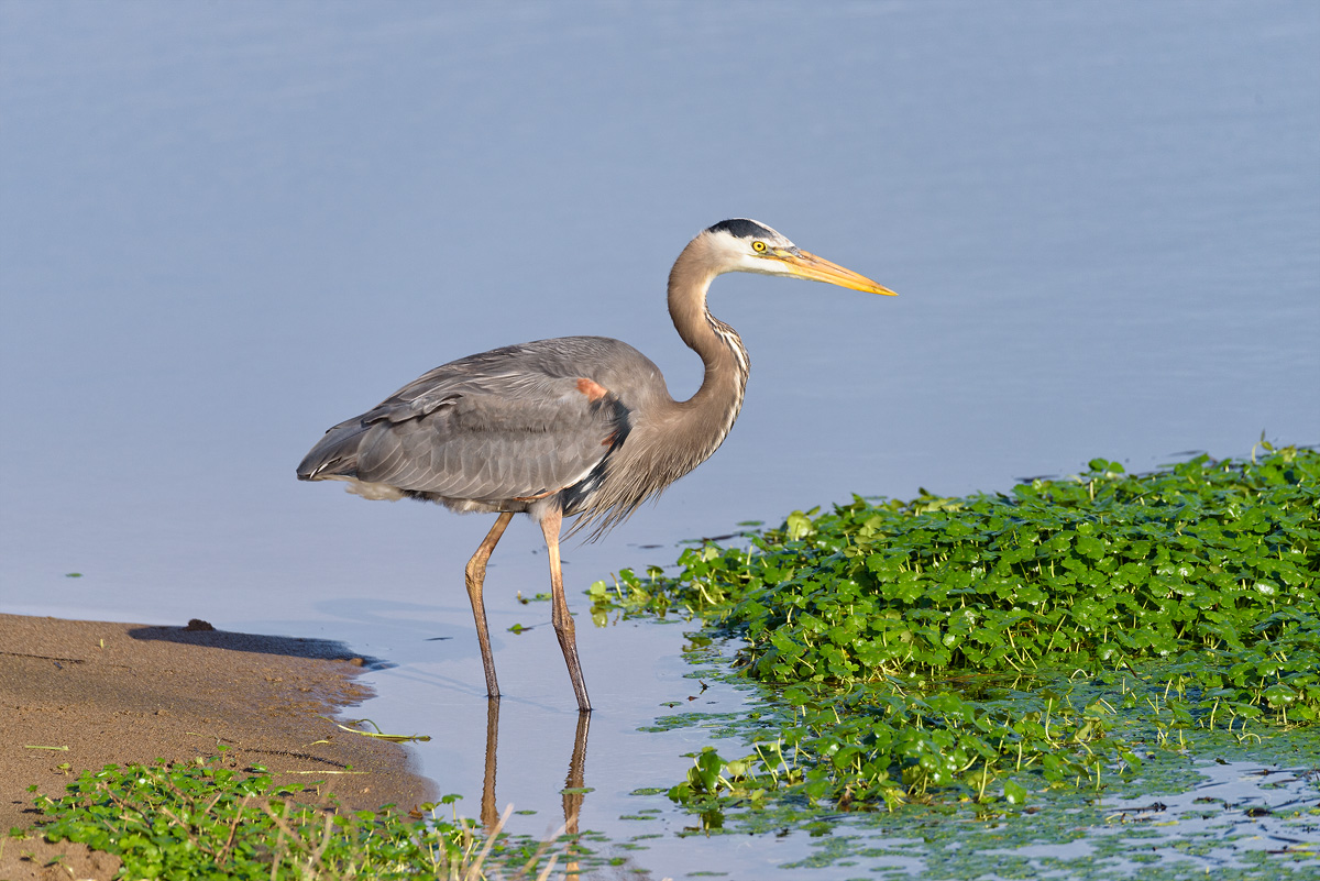 Blue Heron - Point Reyes _ CA