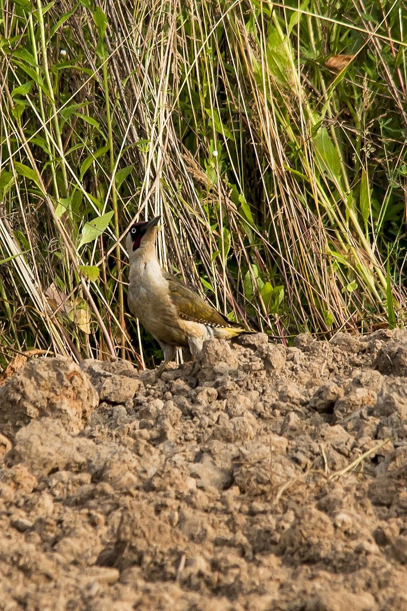 Picchio Verde in allerta