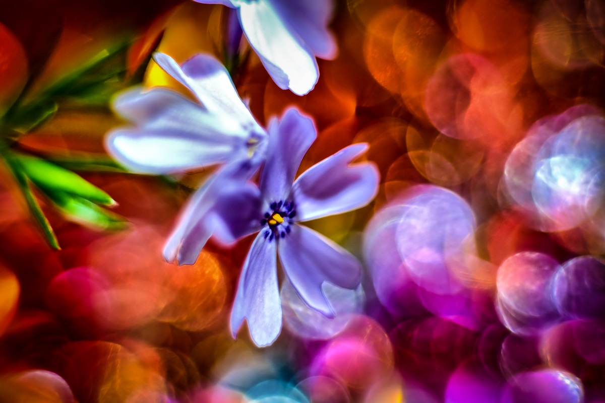 Violet on red background