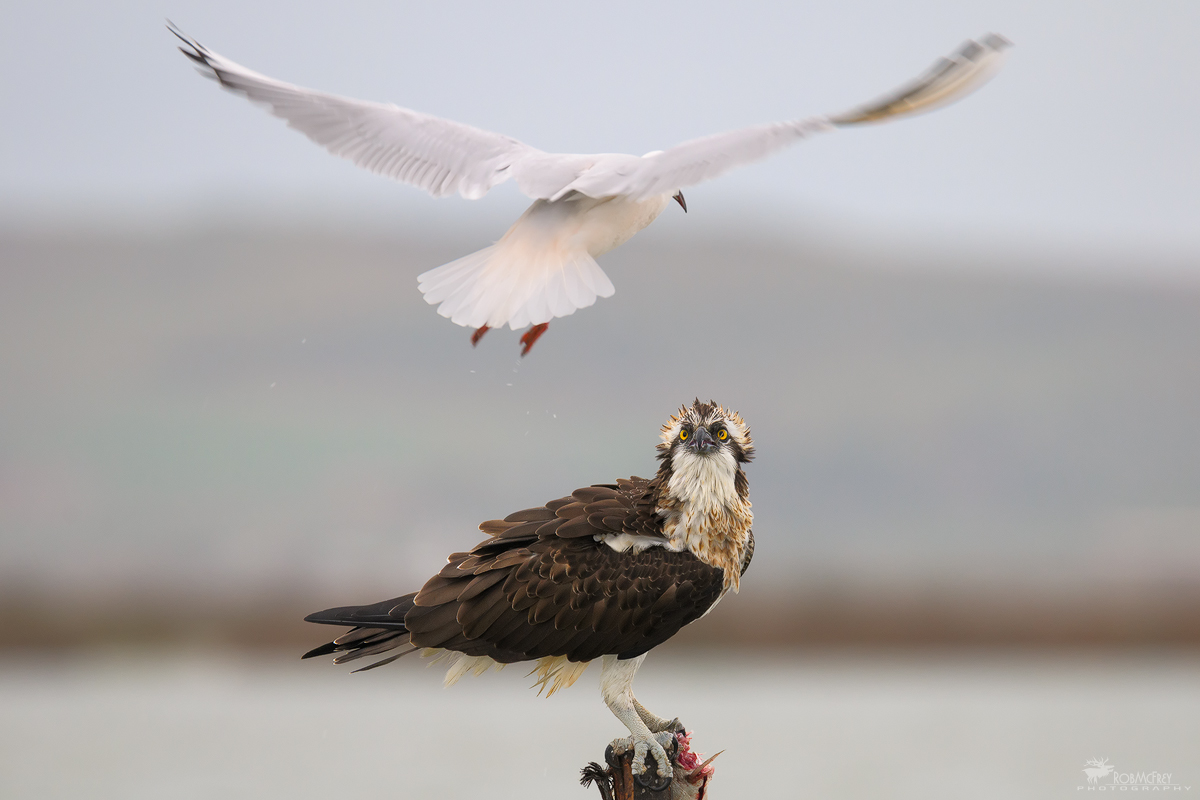 Il pescatore e l'opportunista
