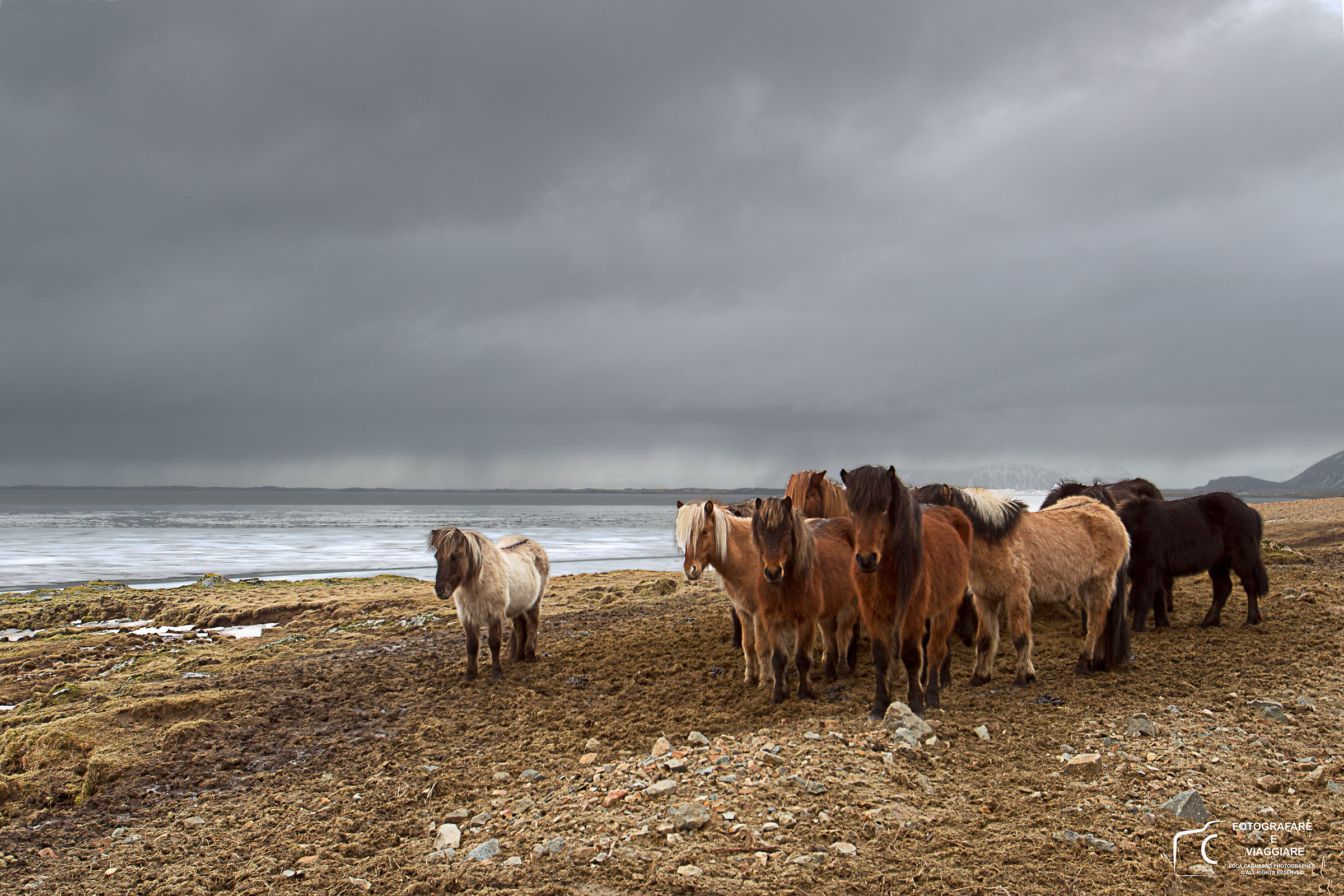 Icelandic horses