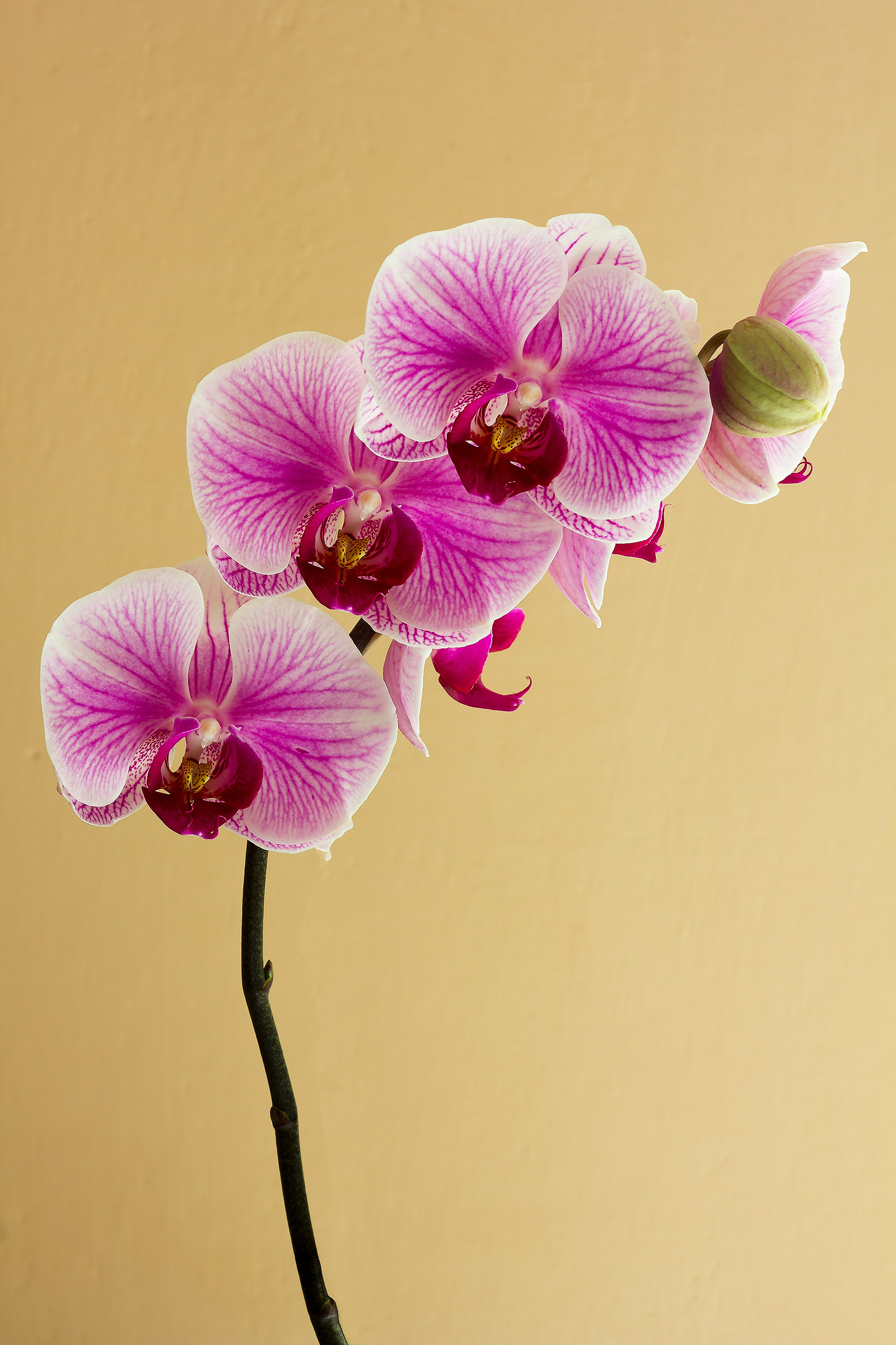 Phalaenopsis Mistii