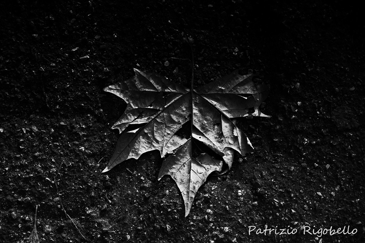 Leaf