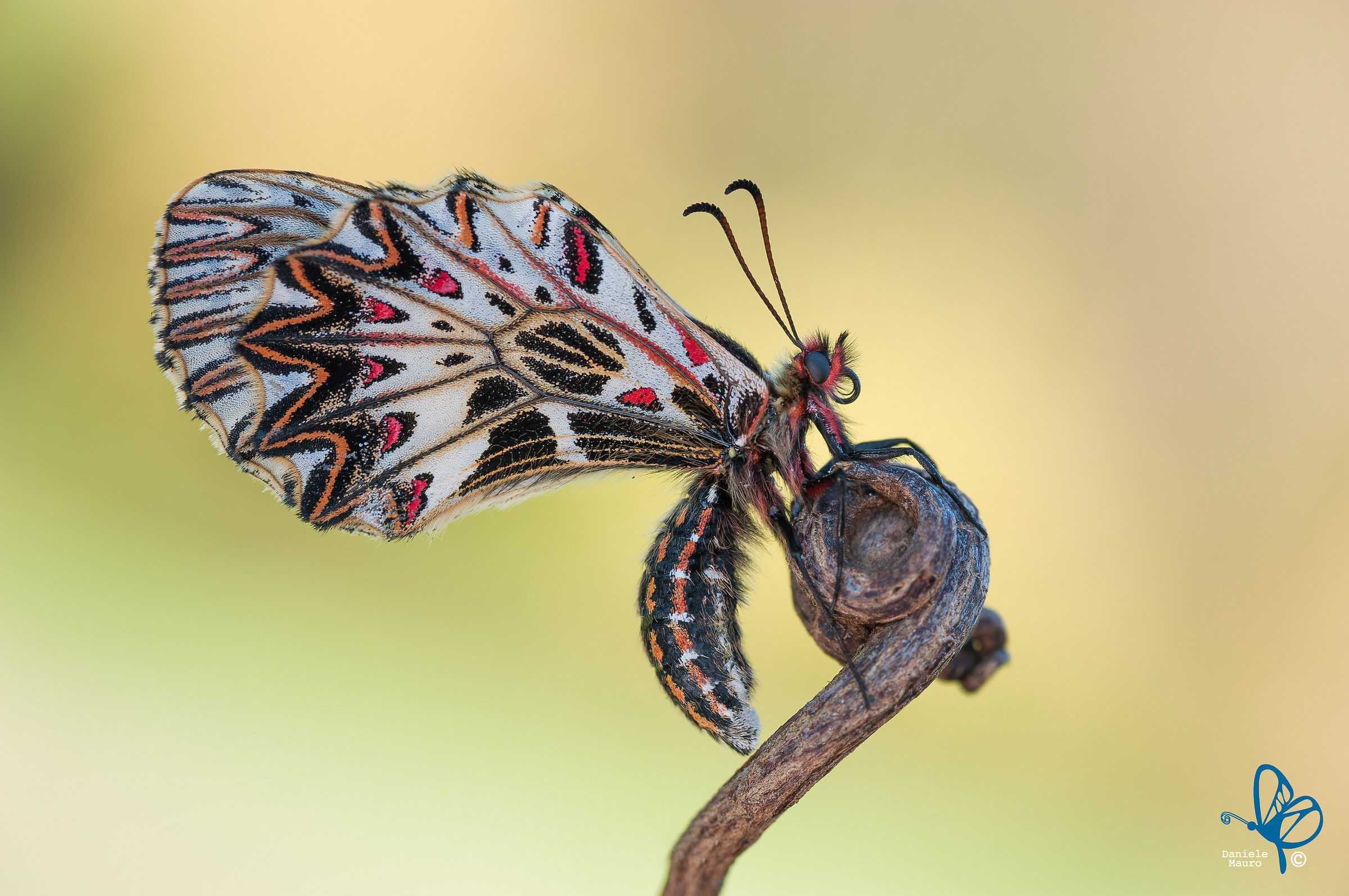 Zerynthia polyxena (Denis & Schiffermüller, 1775)