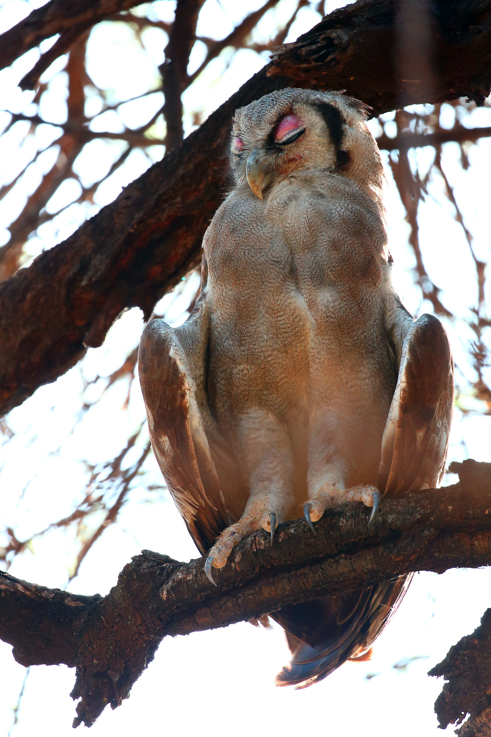 Verreaux's eagle-owl very relaxed!