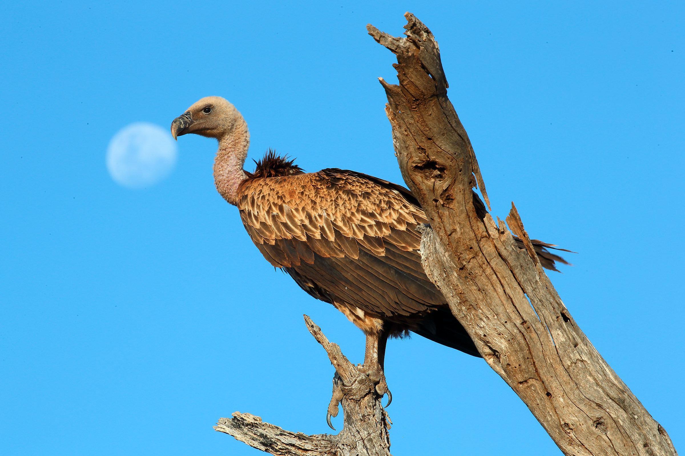 African vulture makes bubbles ... moon.