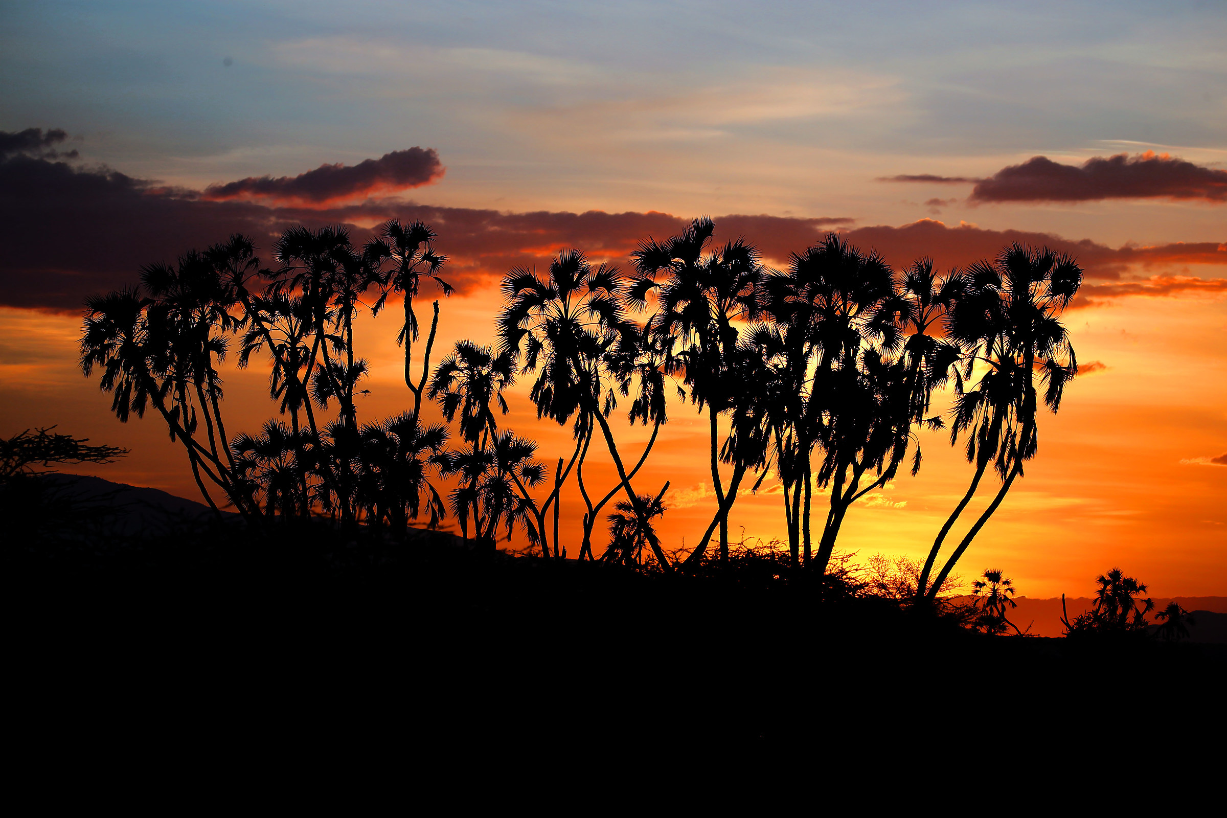 Sunset in the savannah