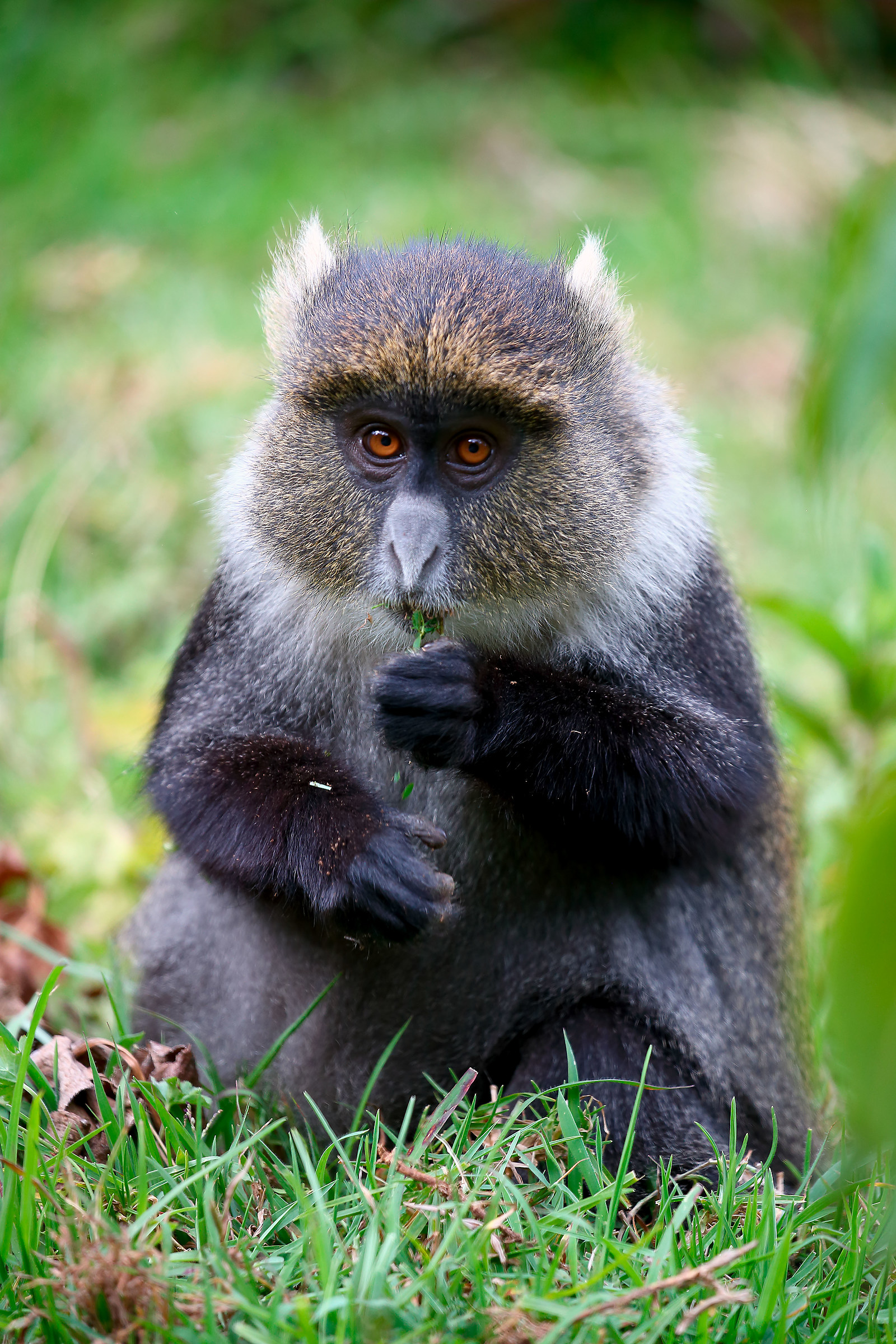 Vervet White-throated