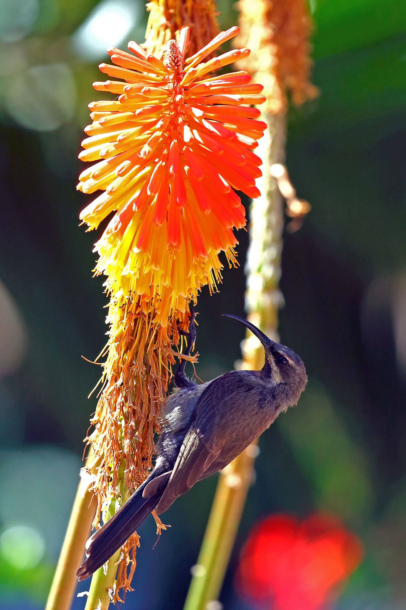 Nectarine (hard to find)