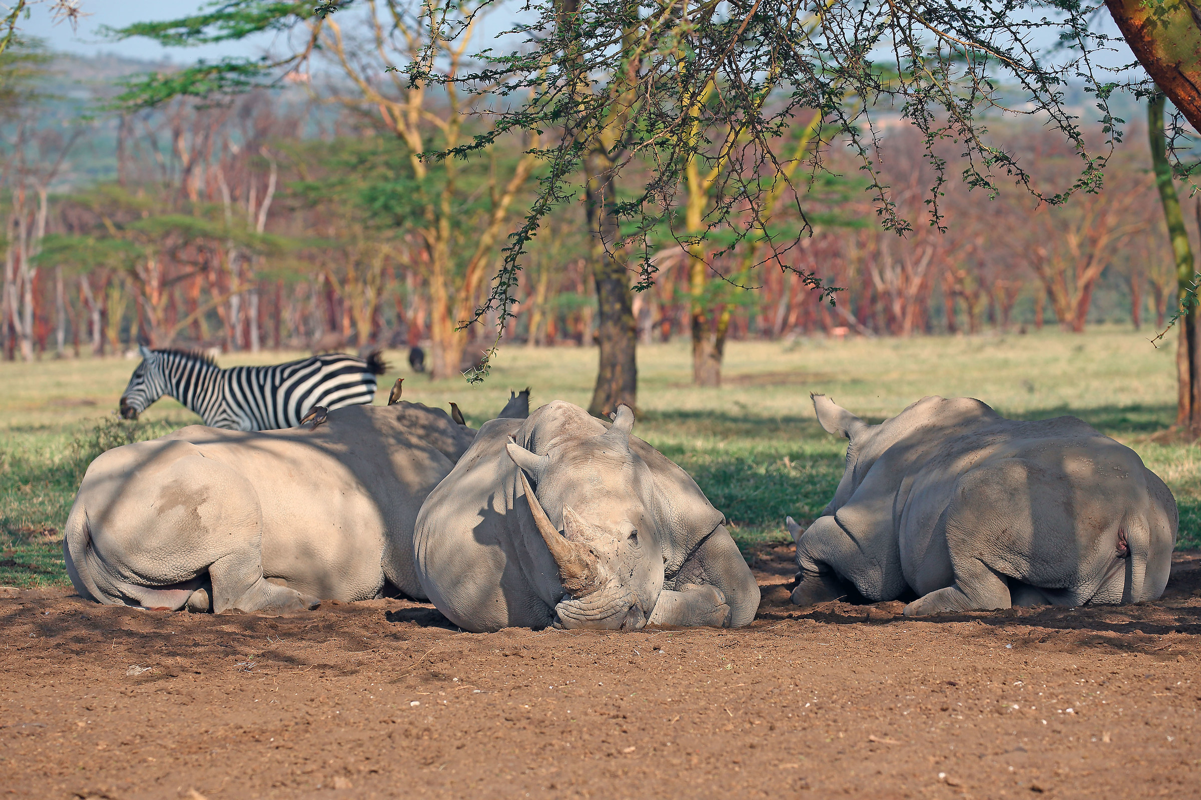 Garage for pachyderms