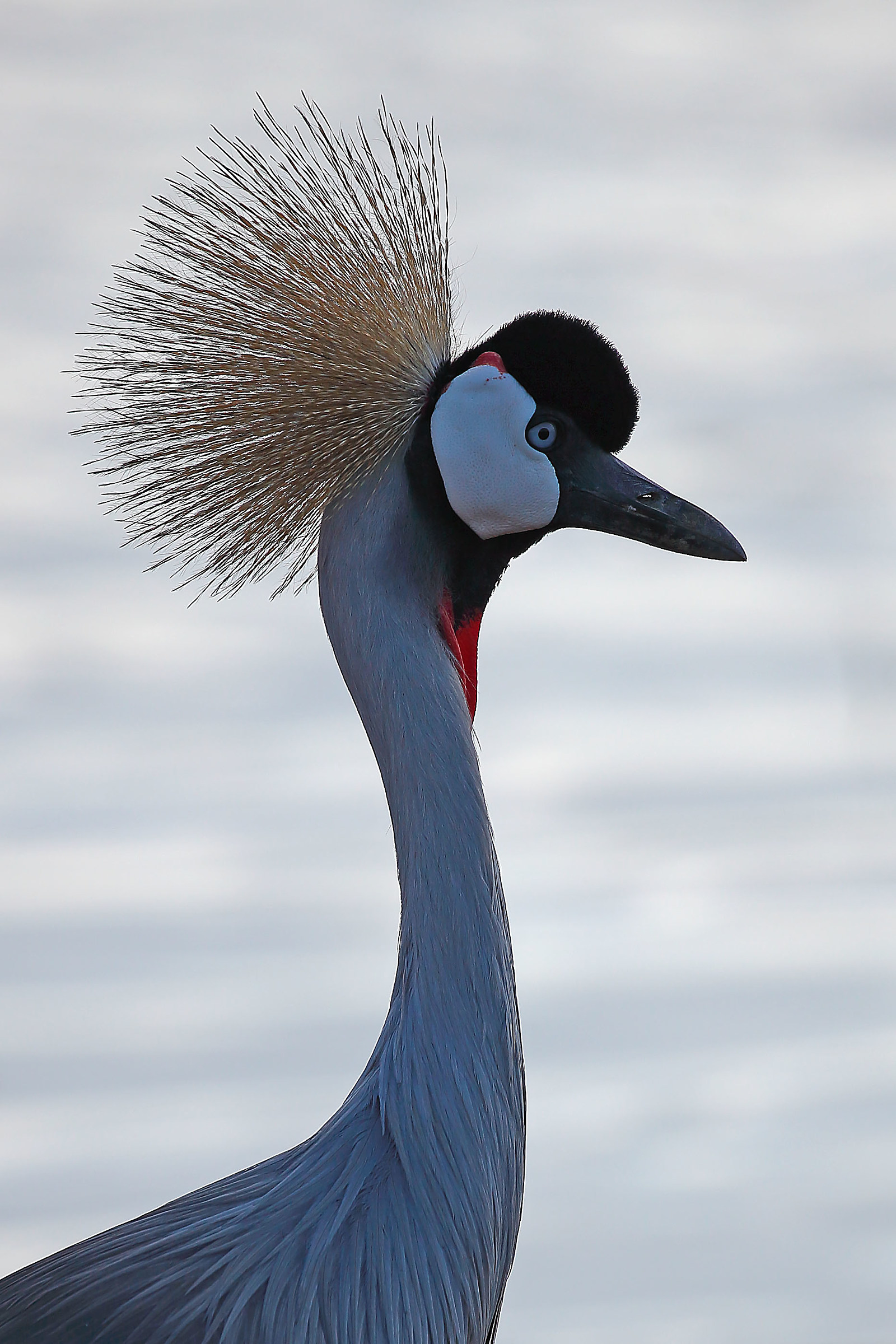 crowned crane