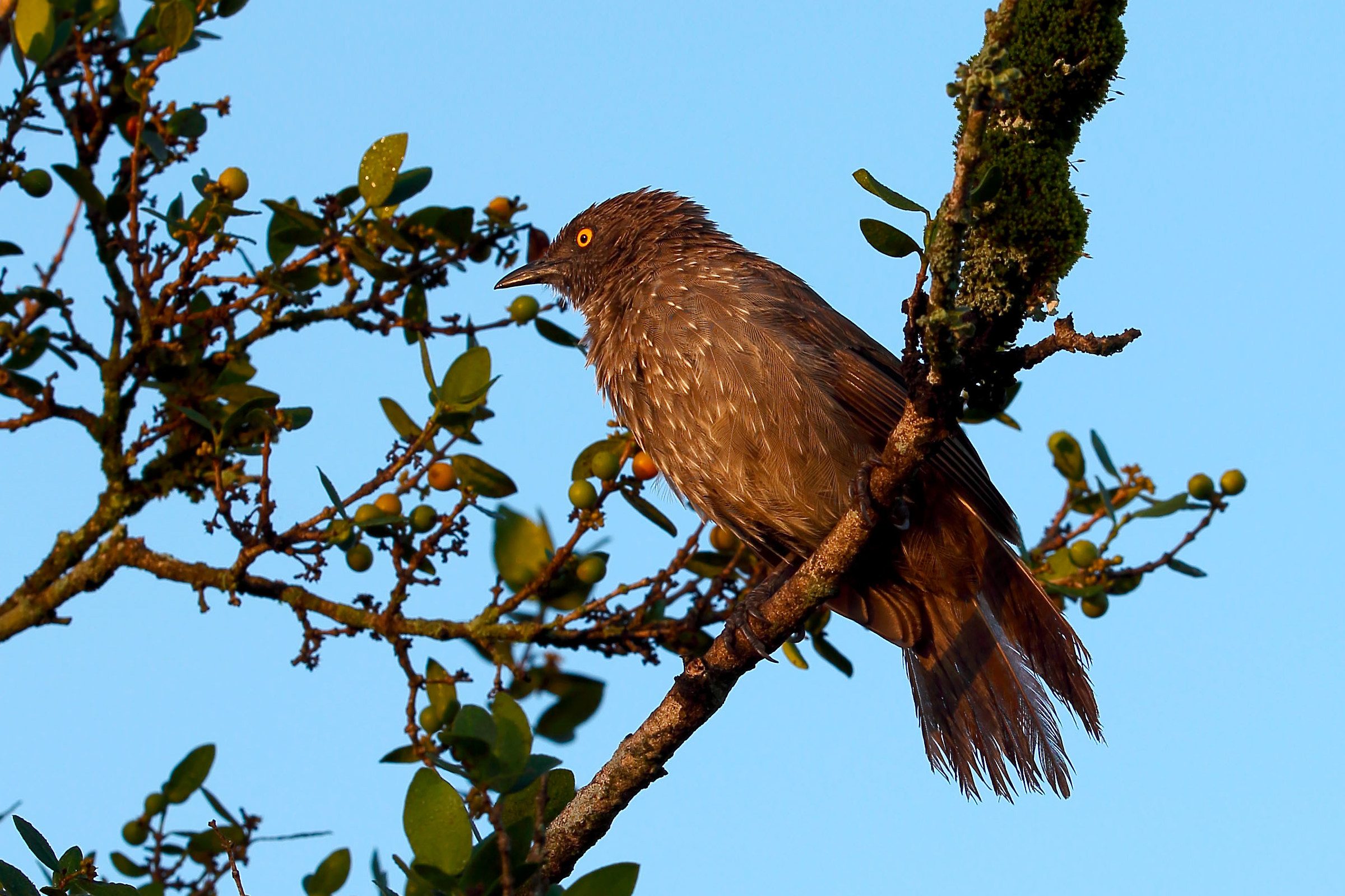 Violet-backed sterling