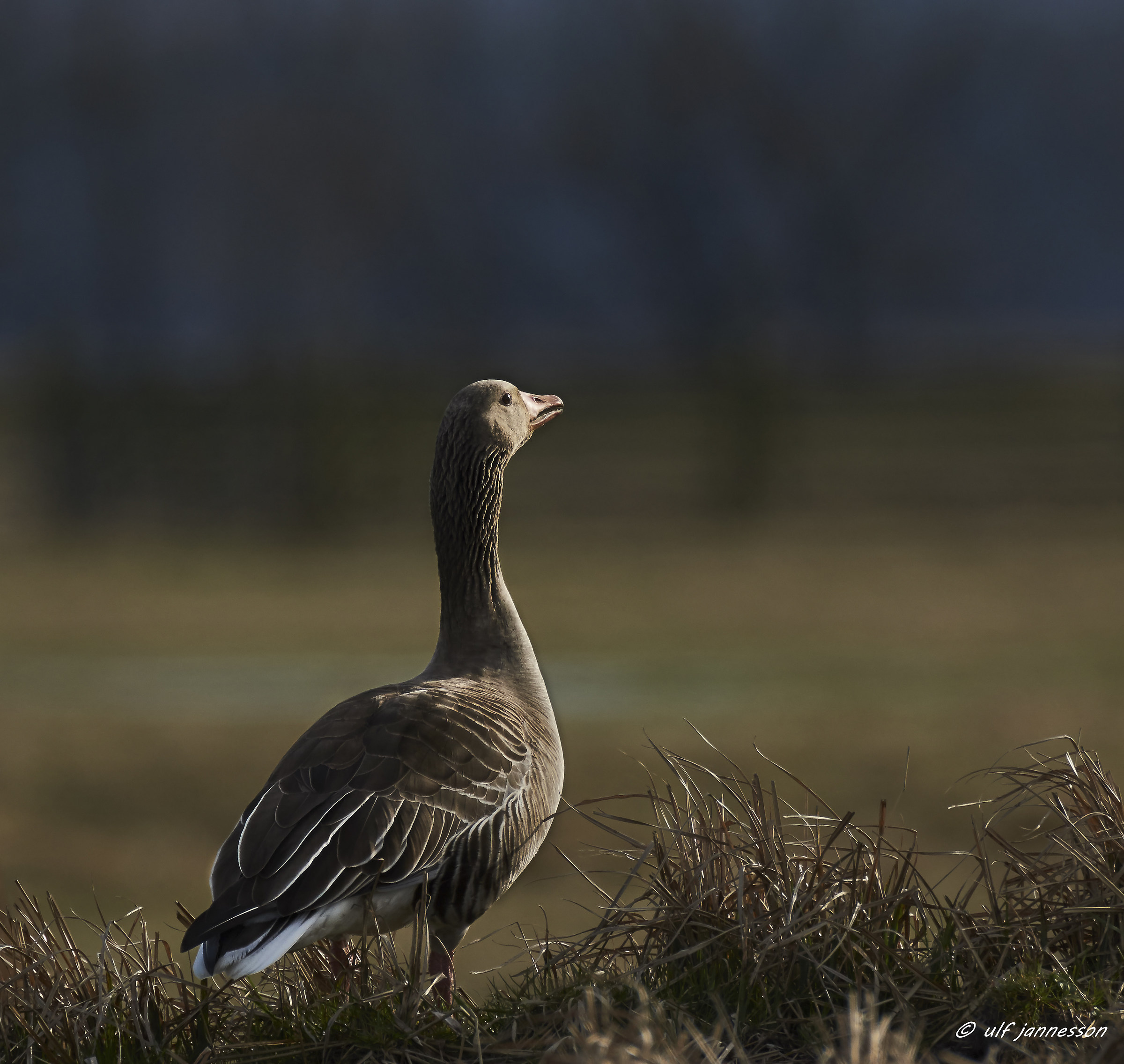 greylag