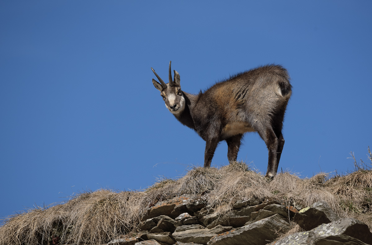 Chamois