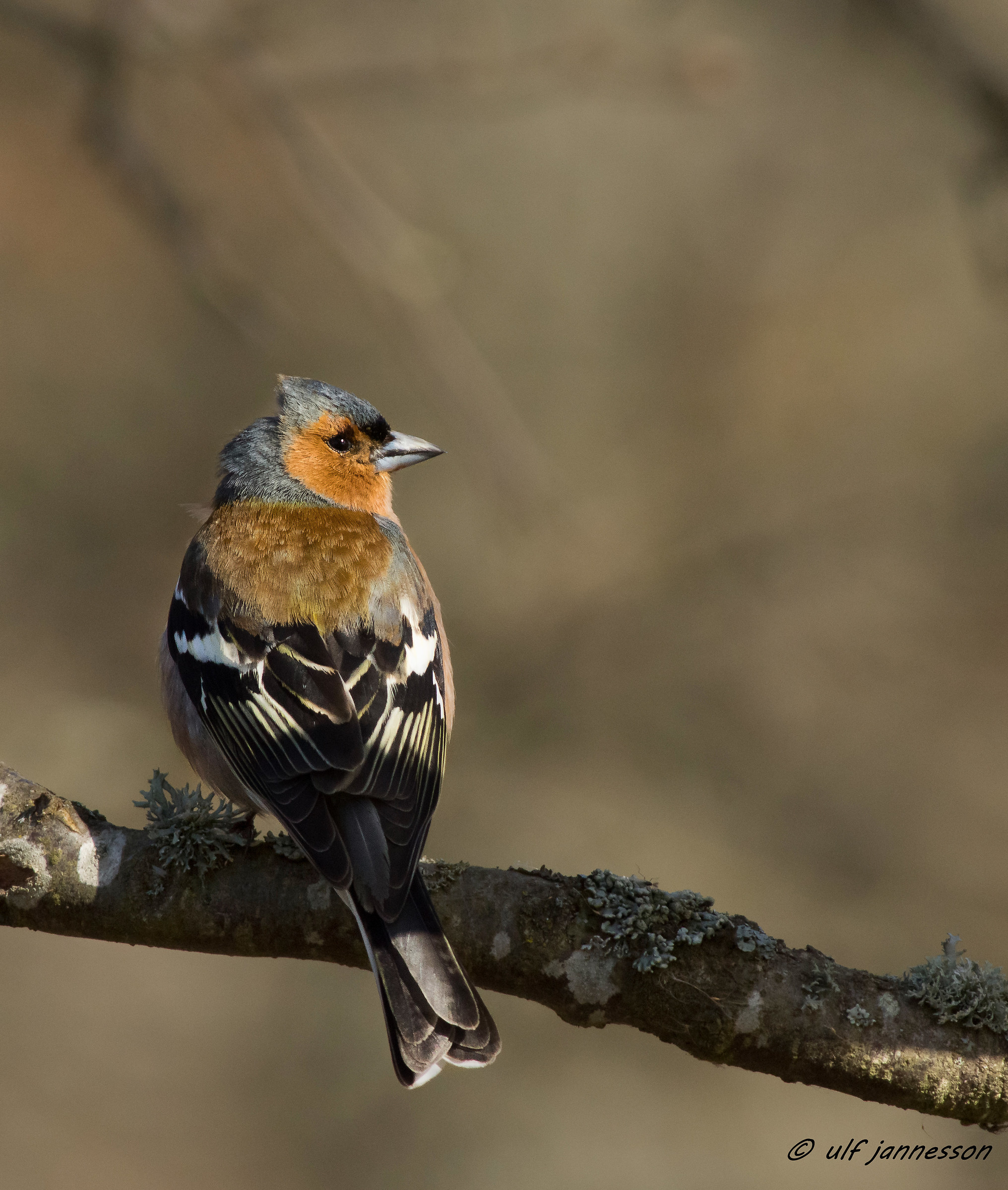 Chaffinch