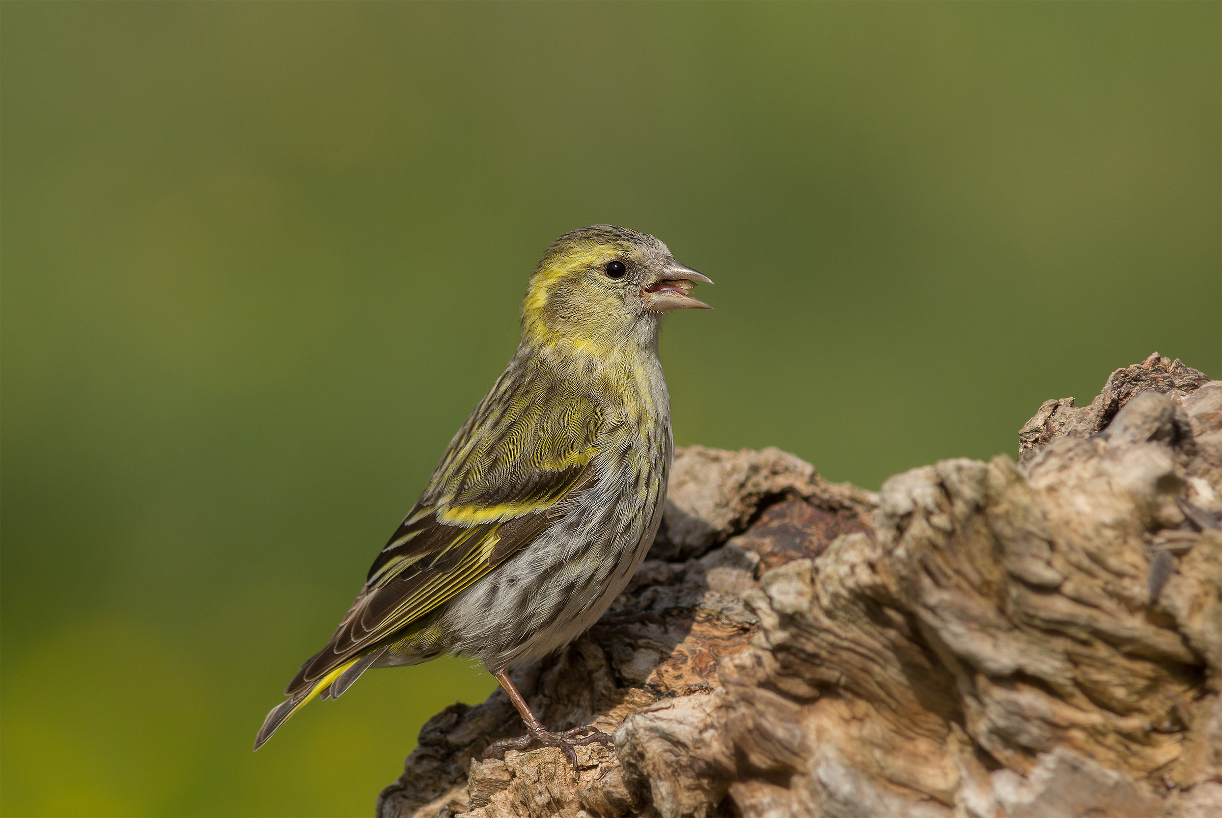 Siskin