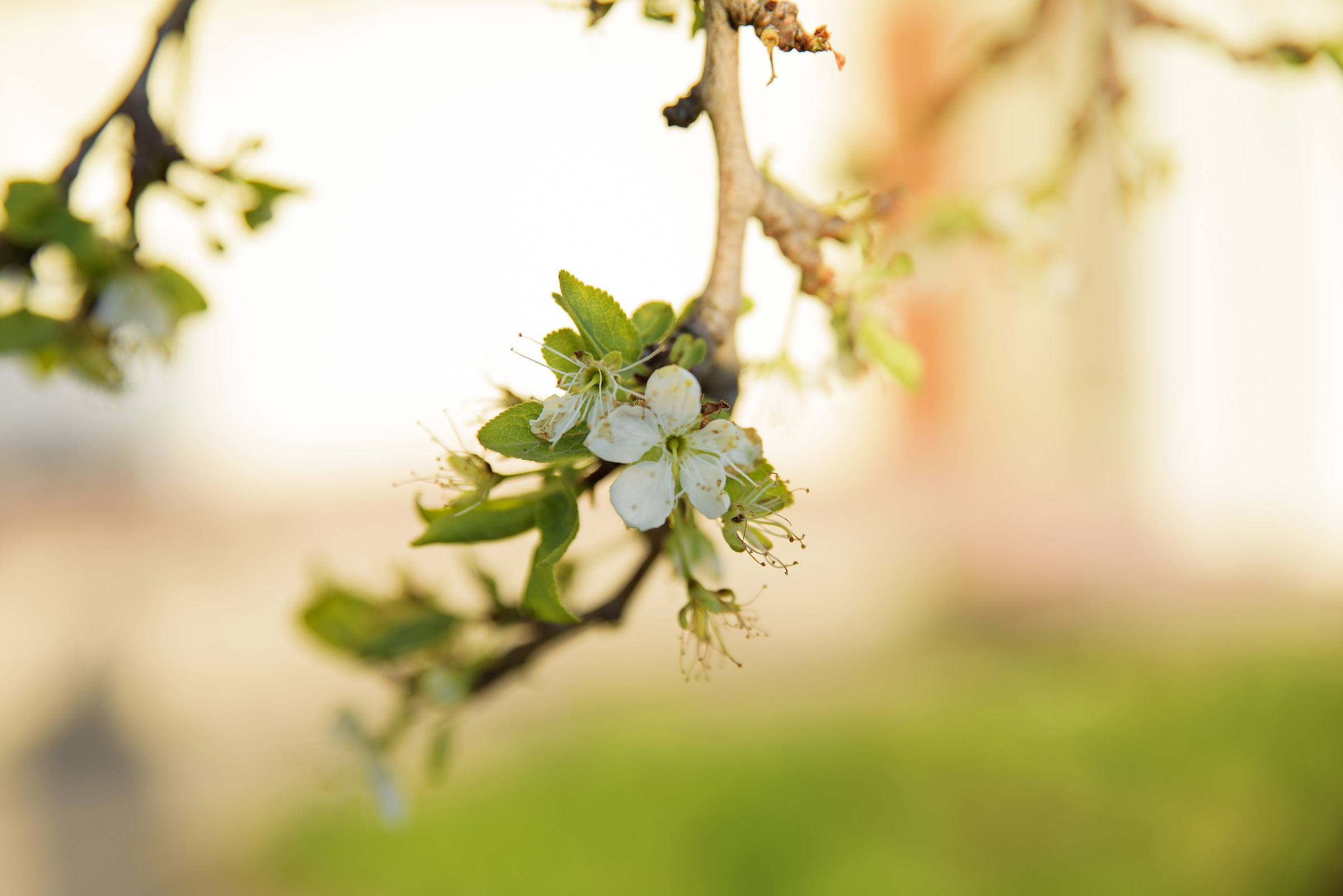Sboccia la Primavera!