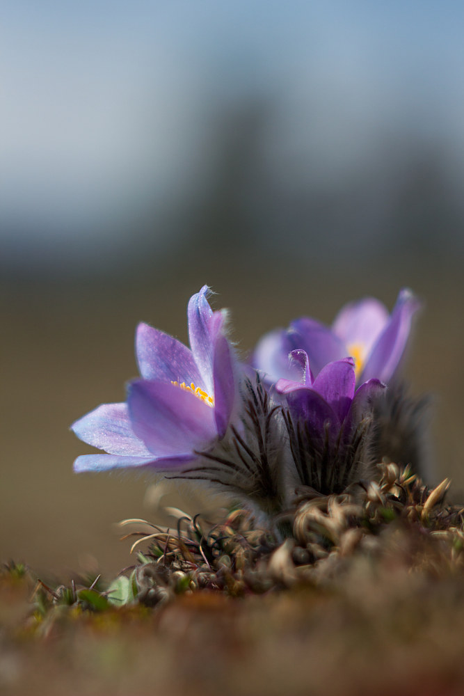 Pulsatilla grandis