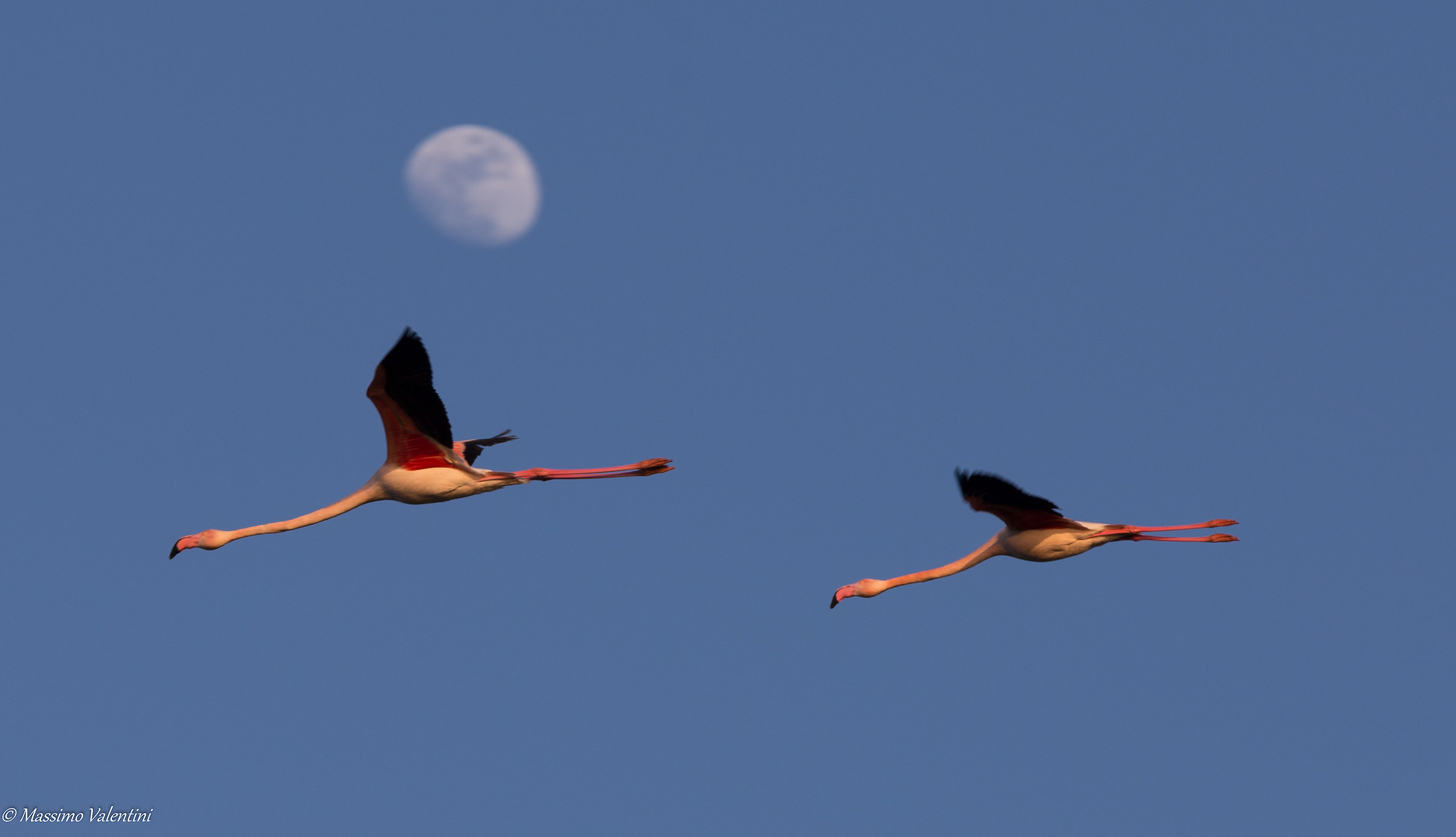 Flamingos and moon
