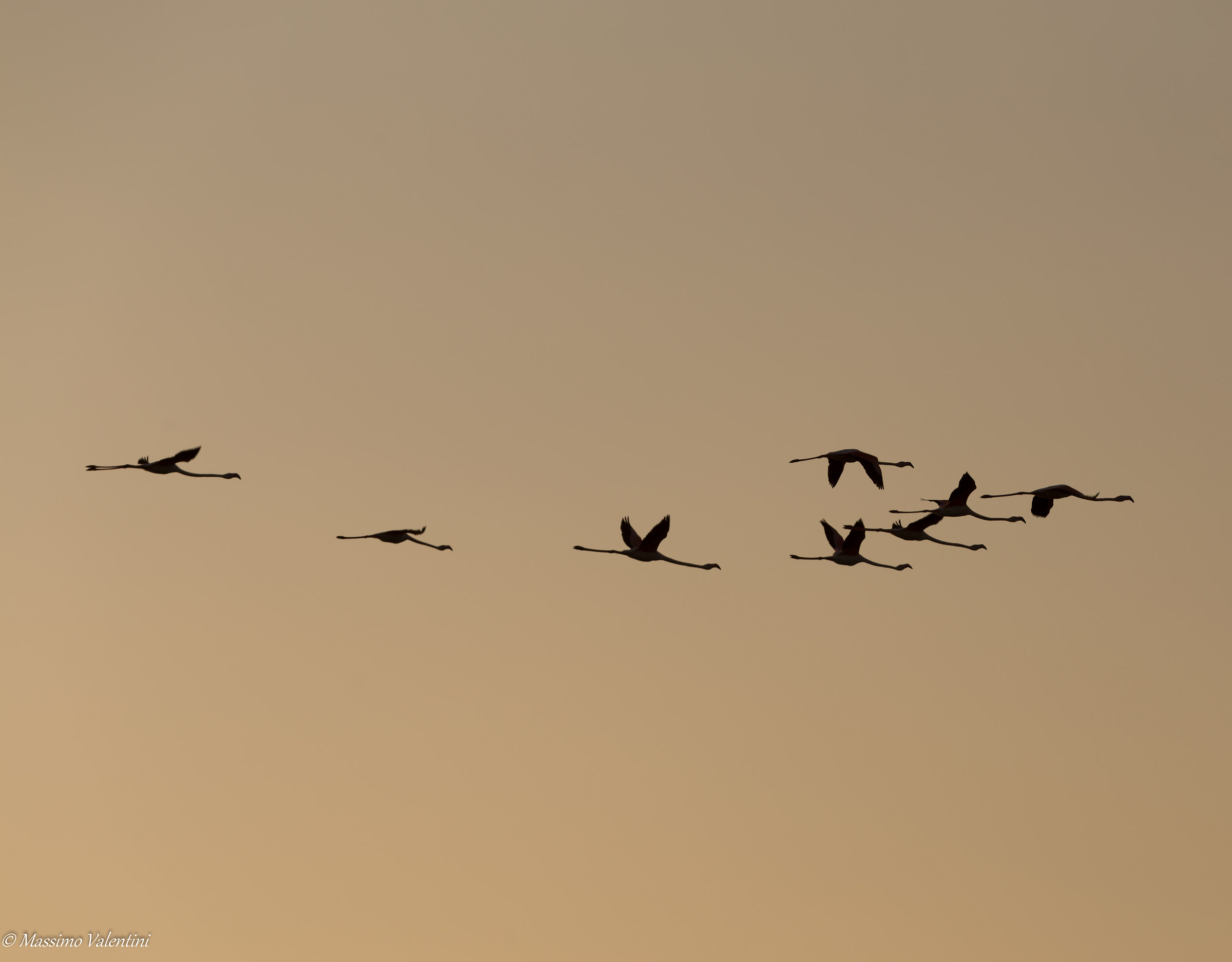 Flamingos in sunset