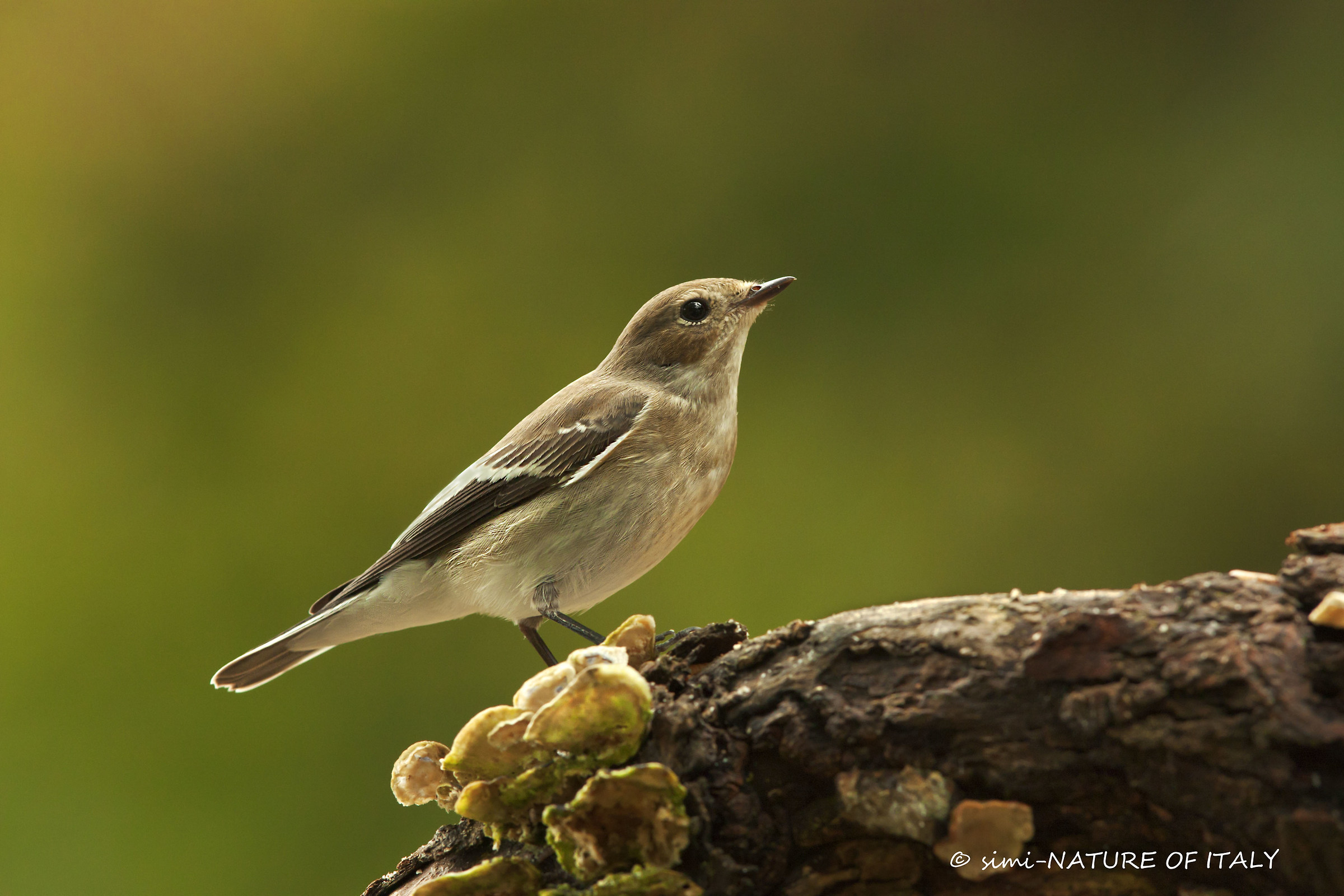 la bellezza della balia