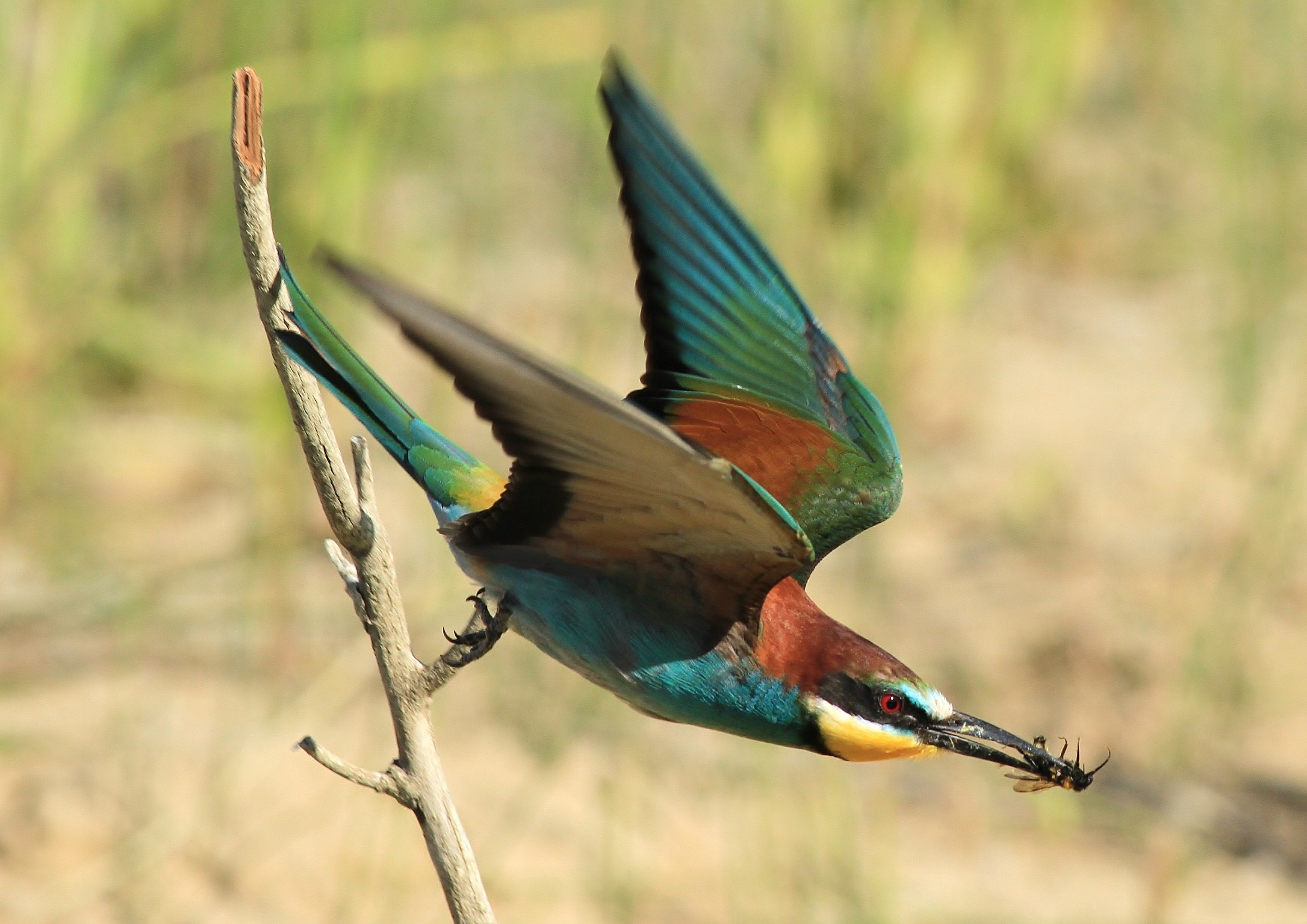 Partooooooooooooooooooo .................