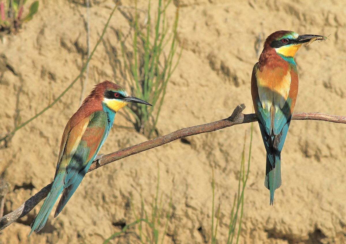 Two pair ................