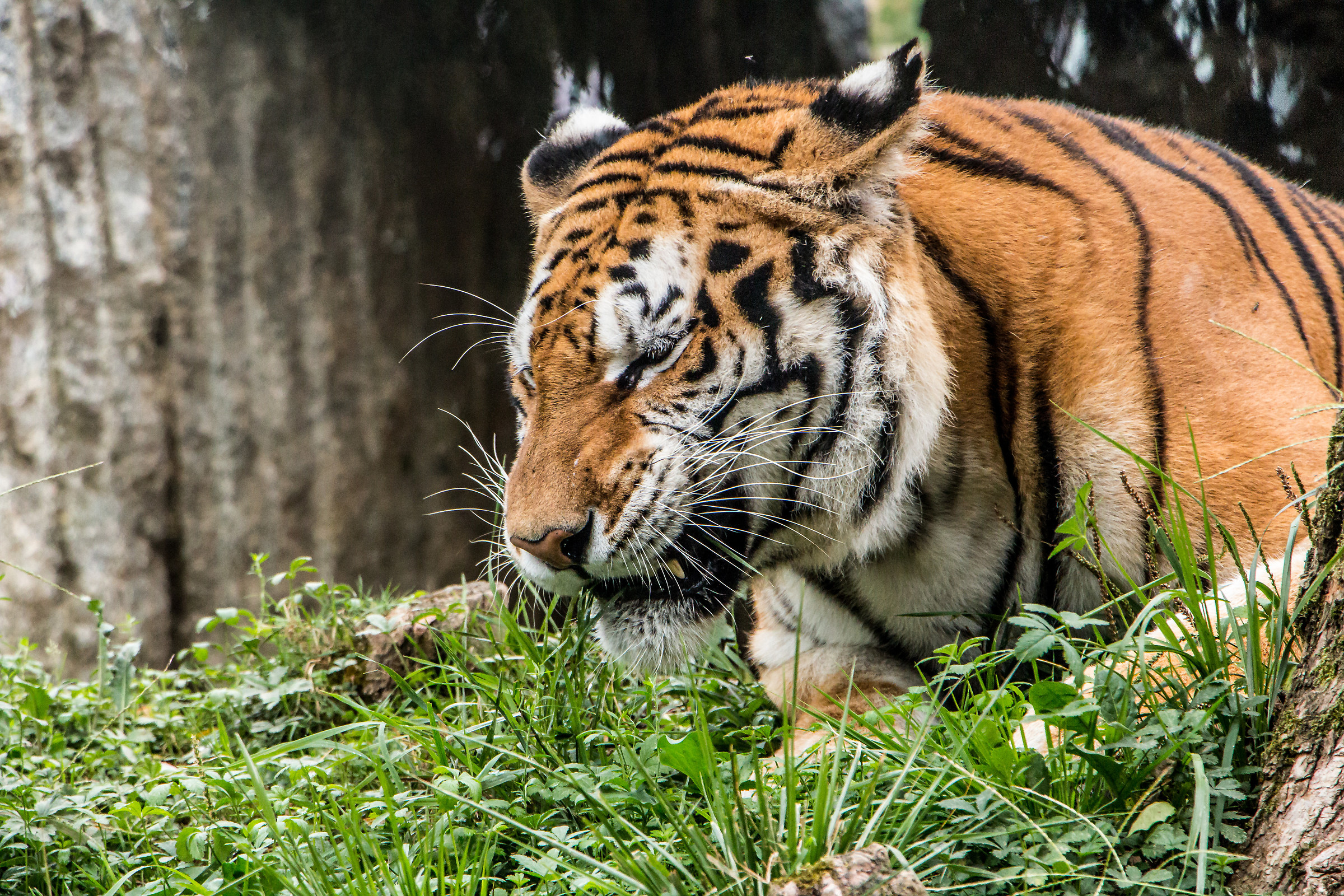 Tiger at the park of Cornelle