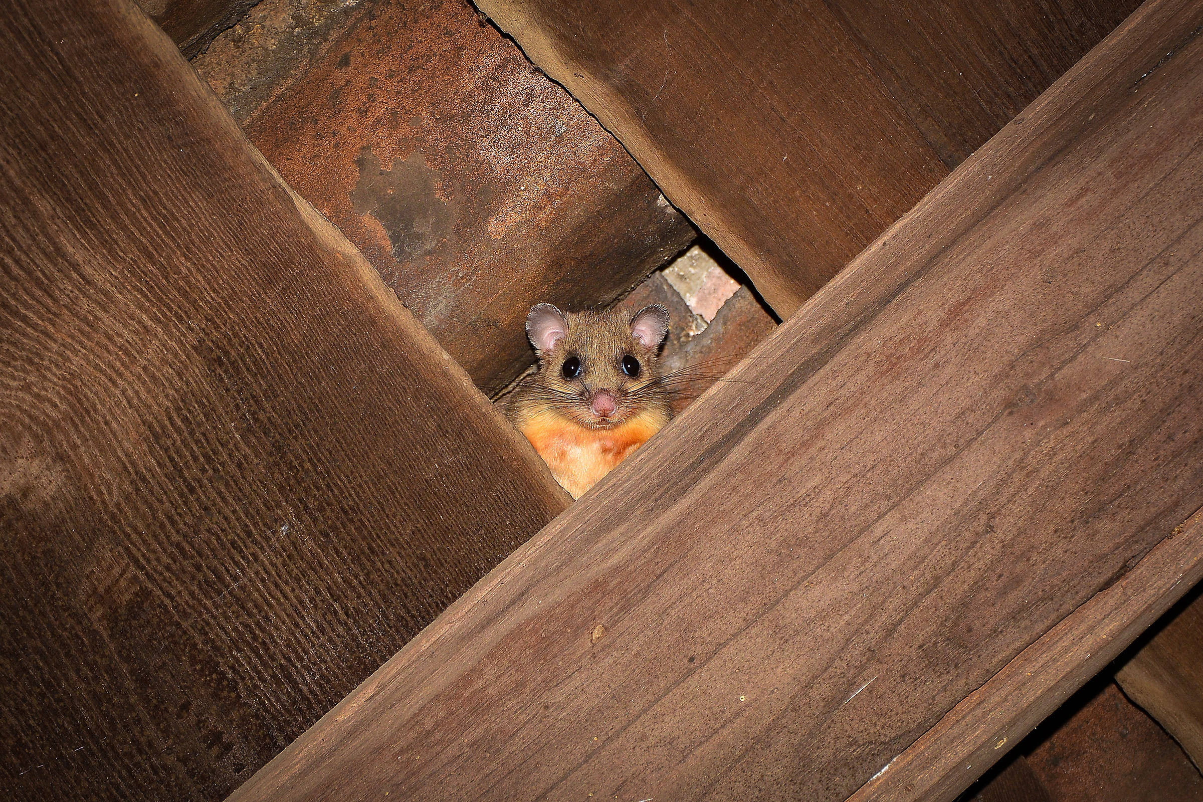 curious Dormouse