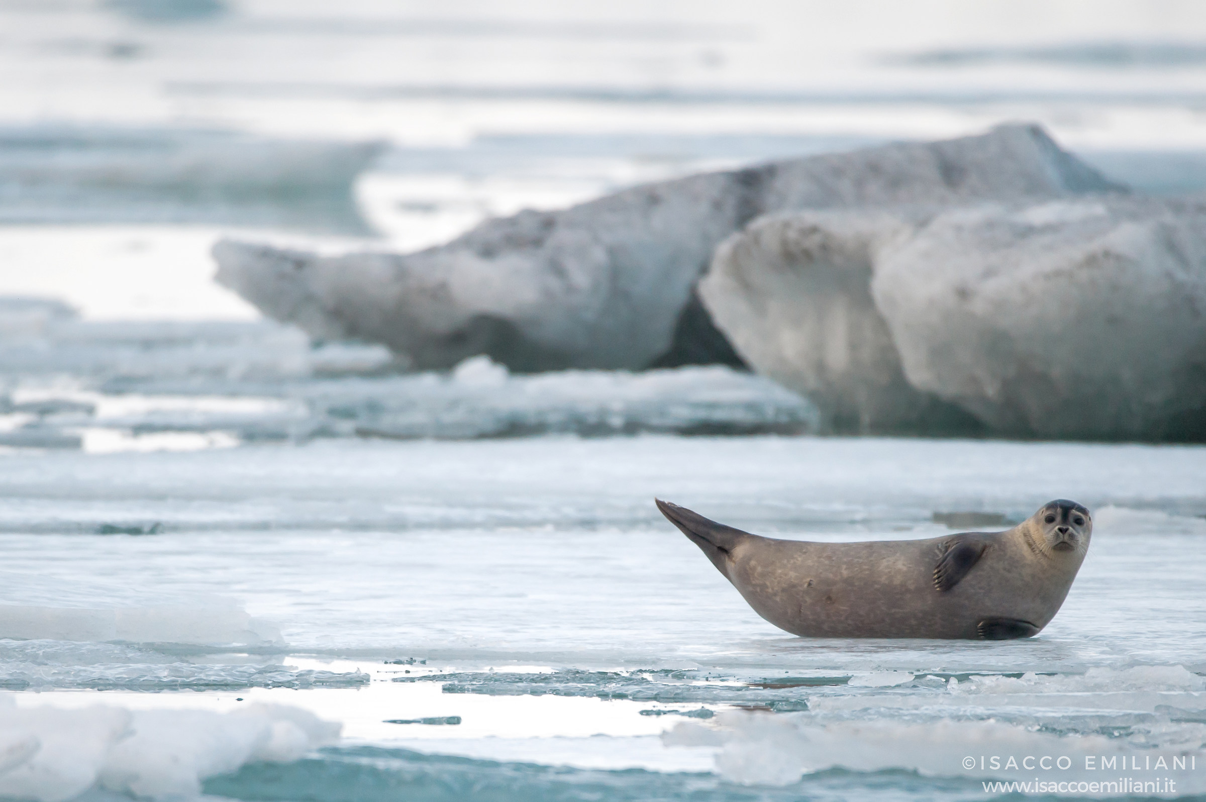 Seal in the balance on ice..