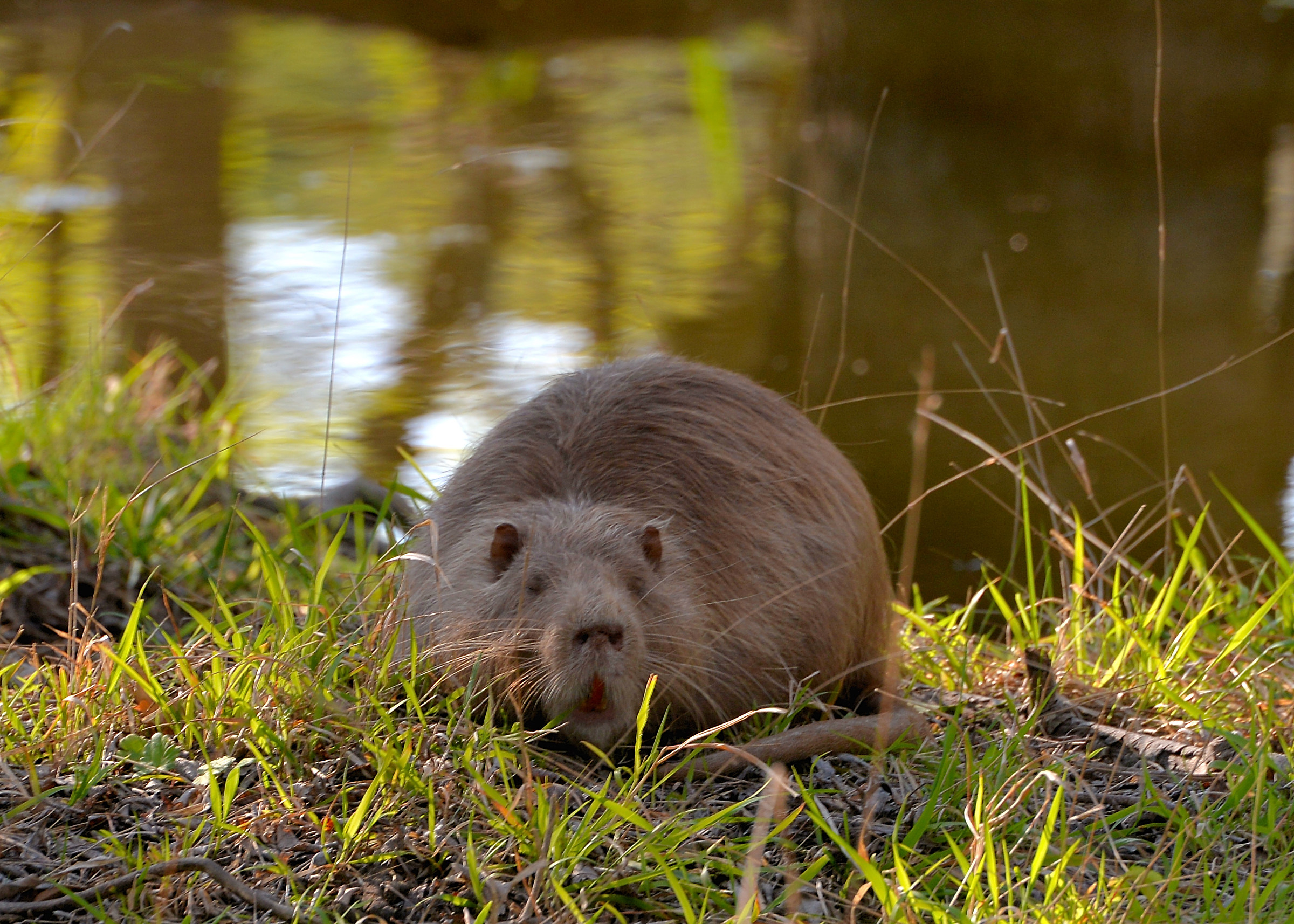 nutria dal pelo chiaro