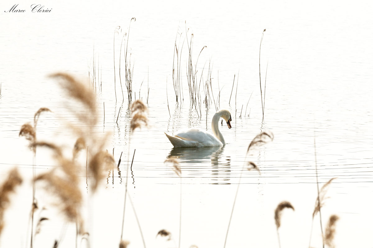 Cigno Nell'Oasi Incantata