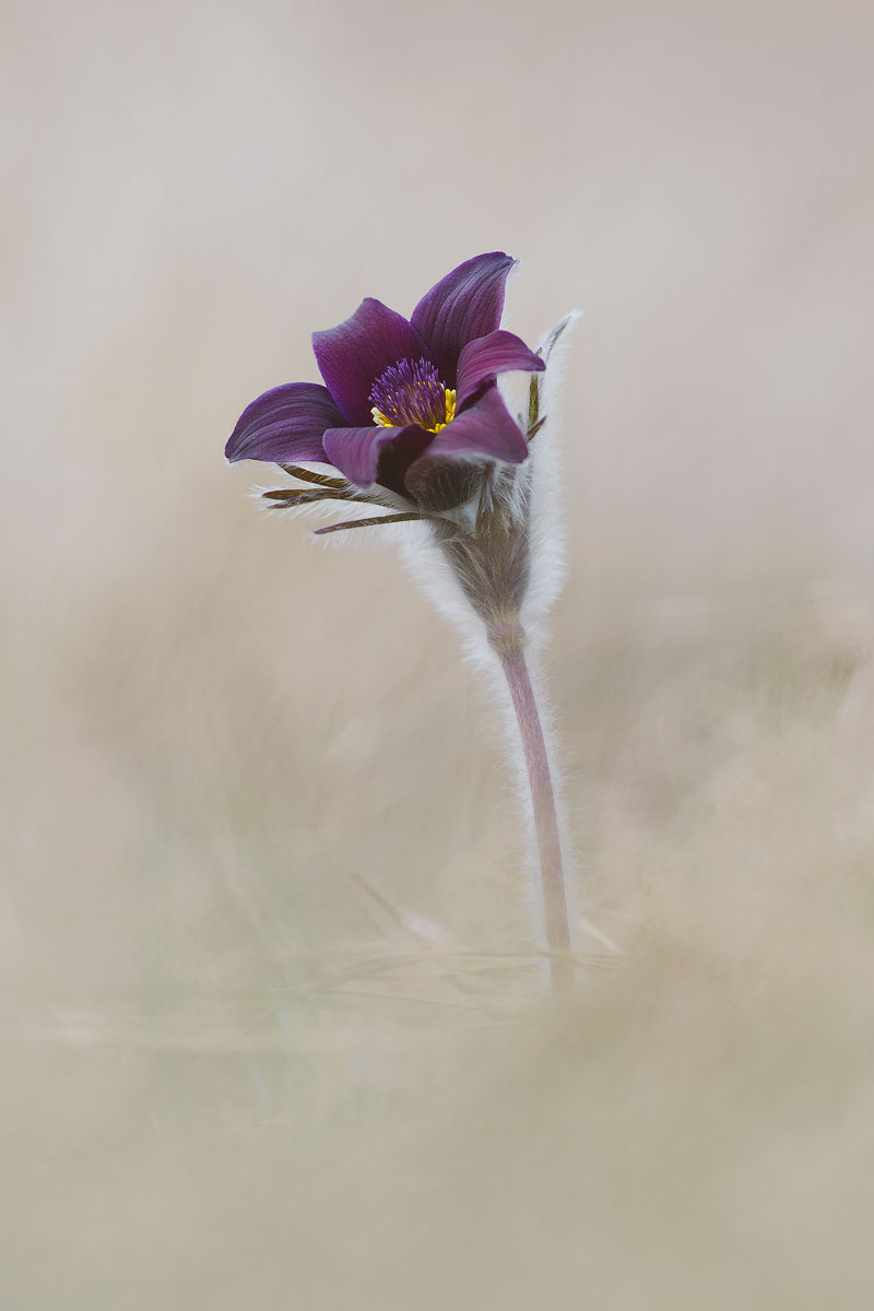 Her. Charm and elegance.