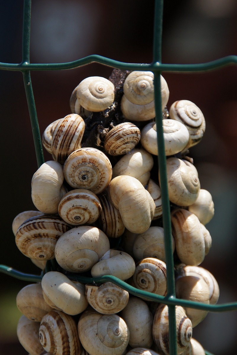 permesso, fate passare!