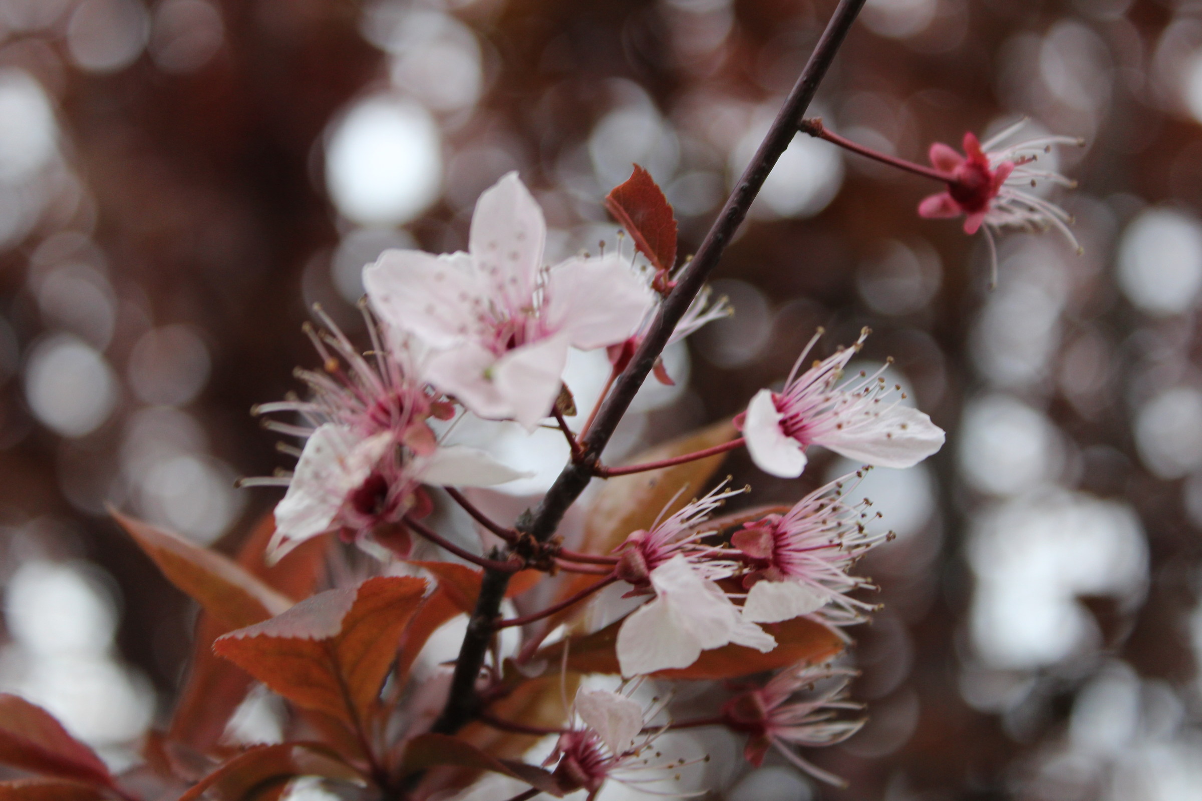 Prunus