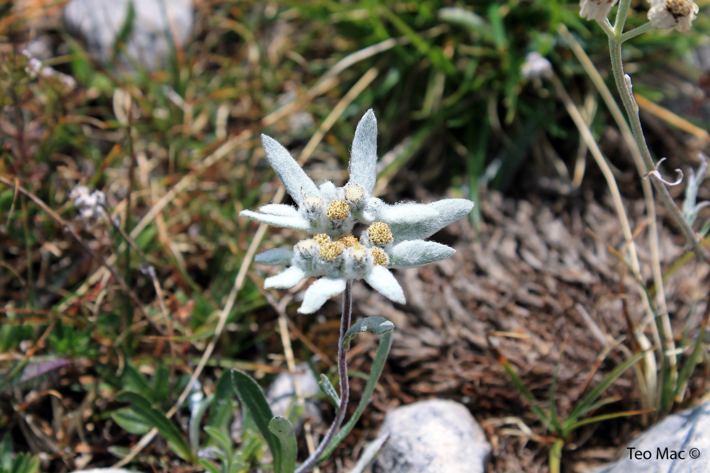 Alpine star