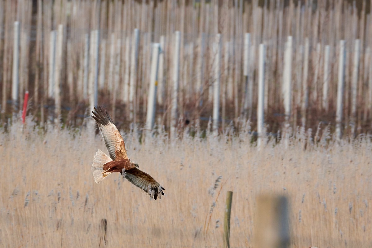 Falco di palude maschio