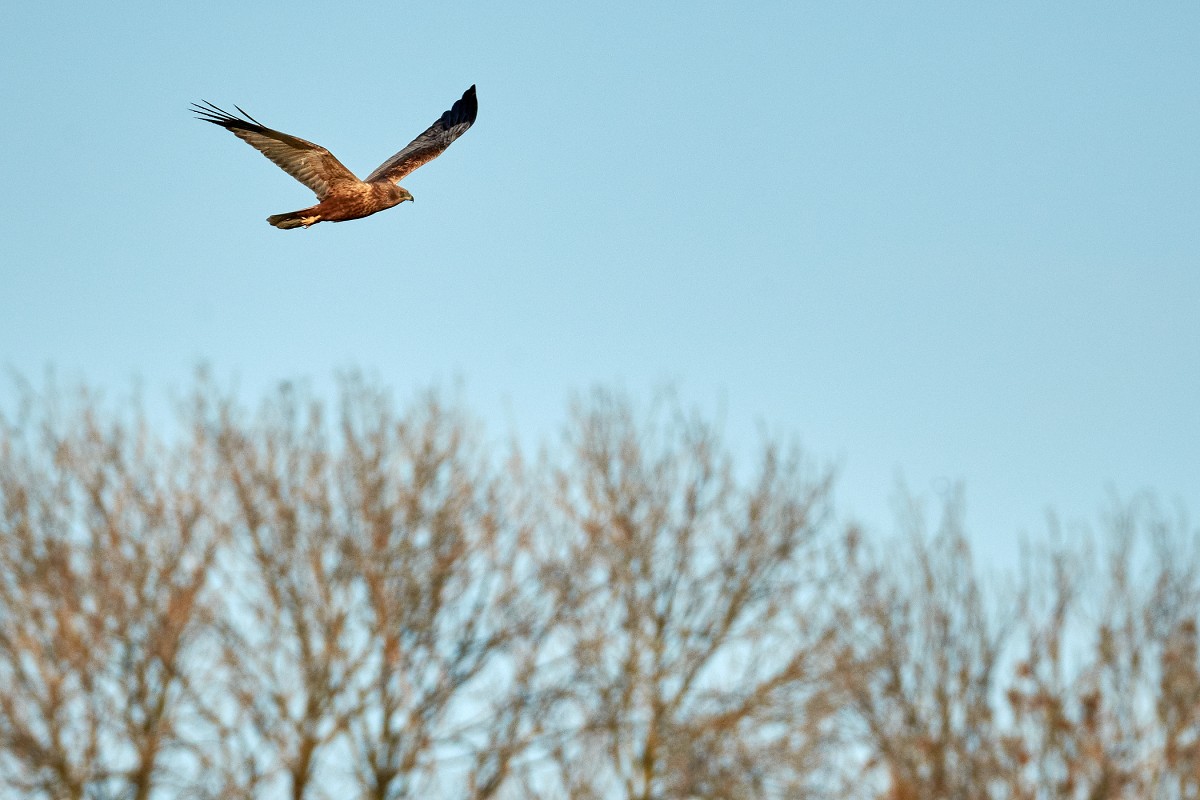 Falco di palude maschio
