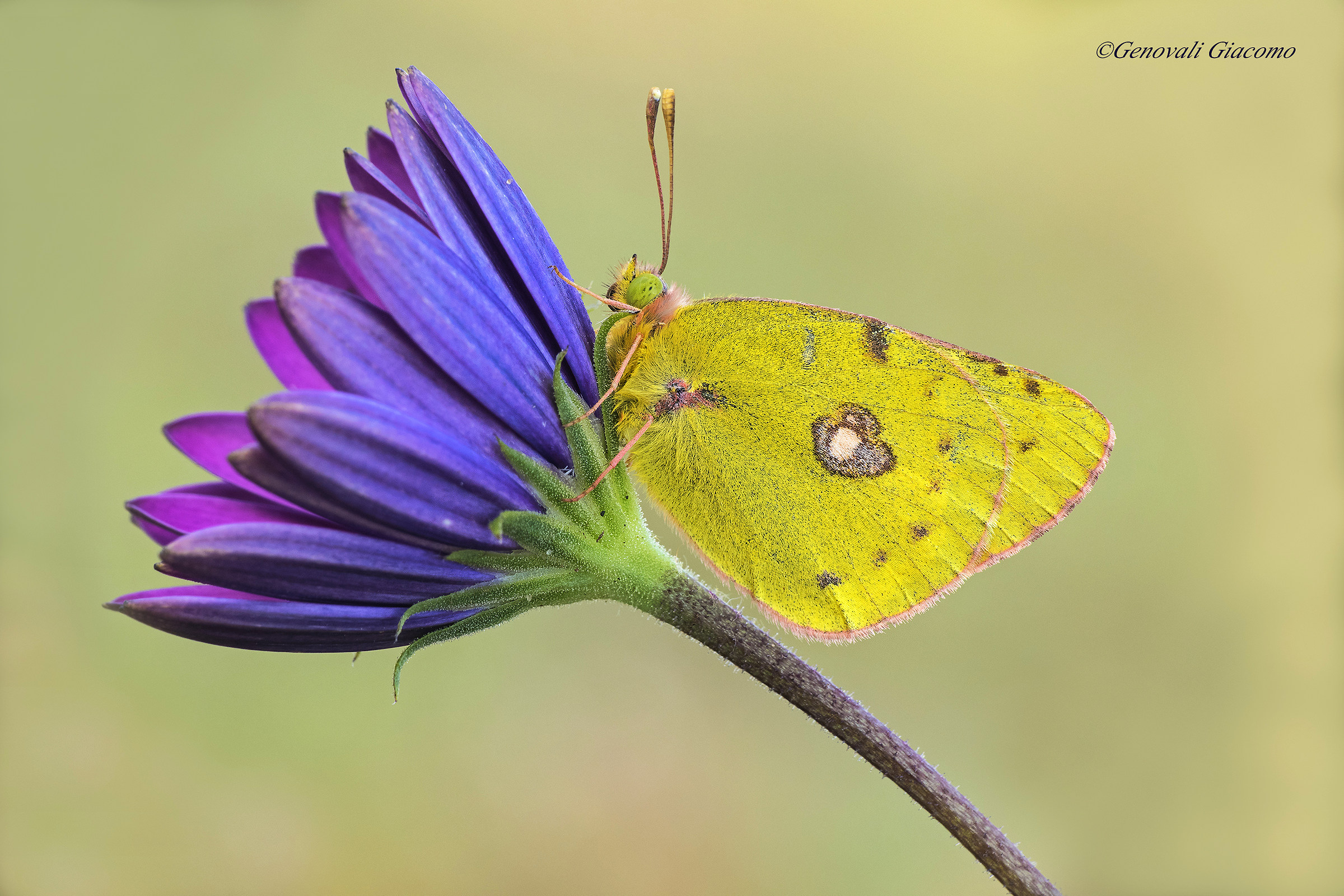 the first colias 2016