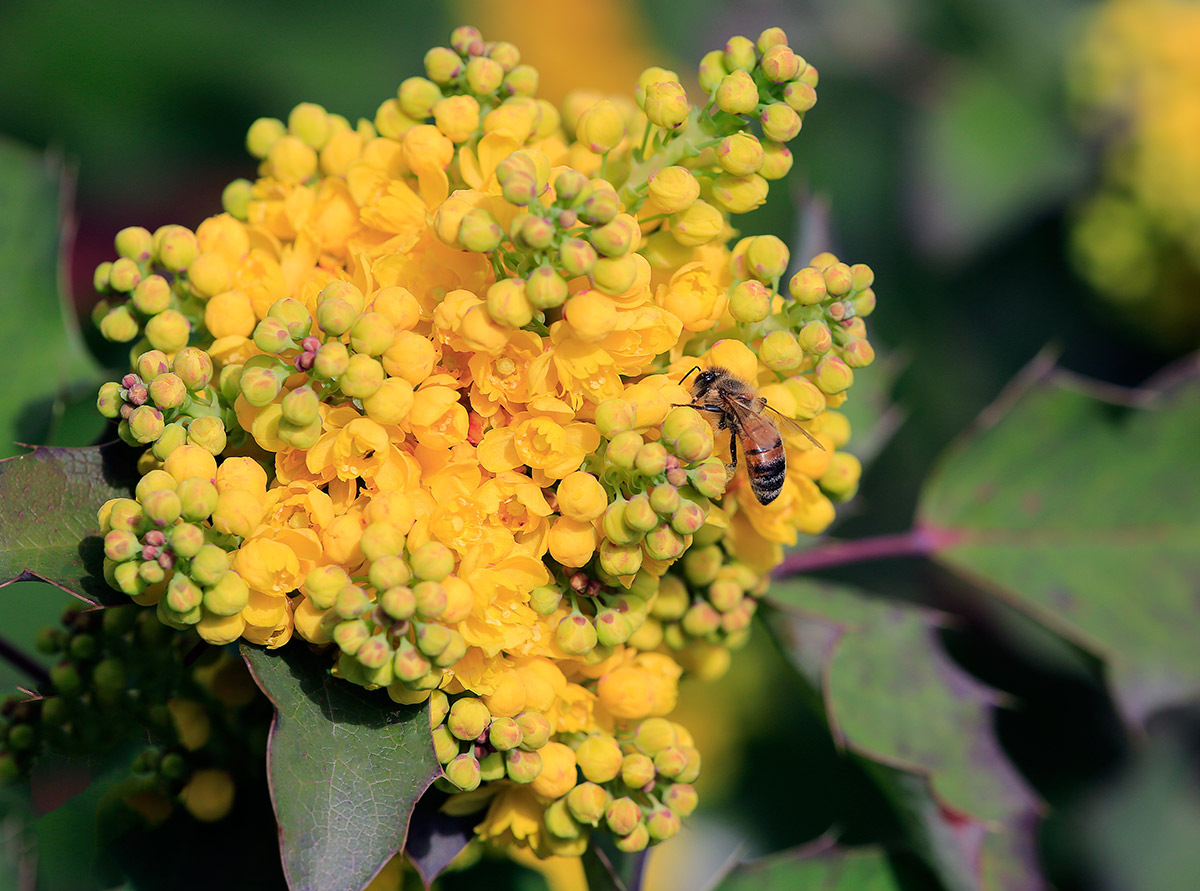Flower Mahonia or Oregon Grape