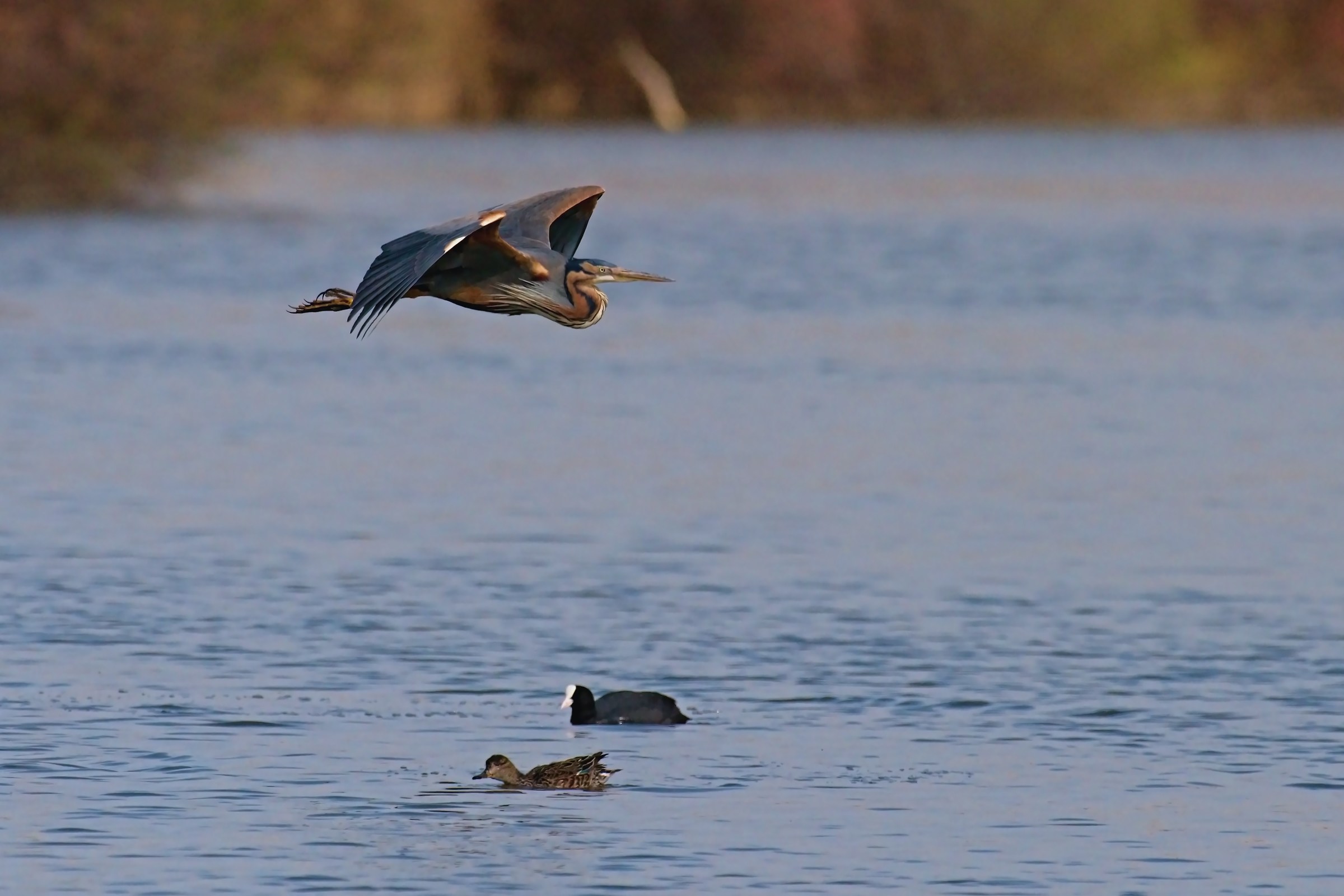 Red heron flying low