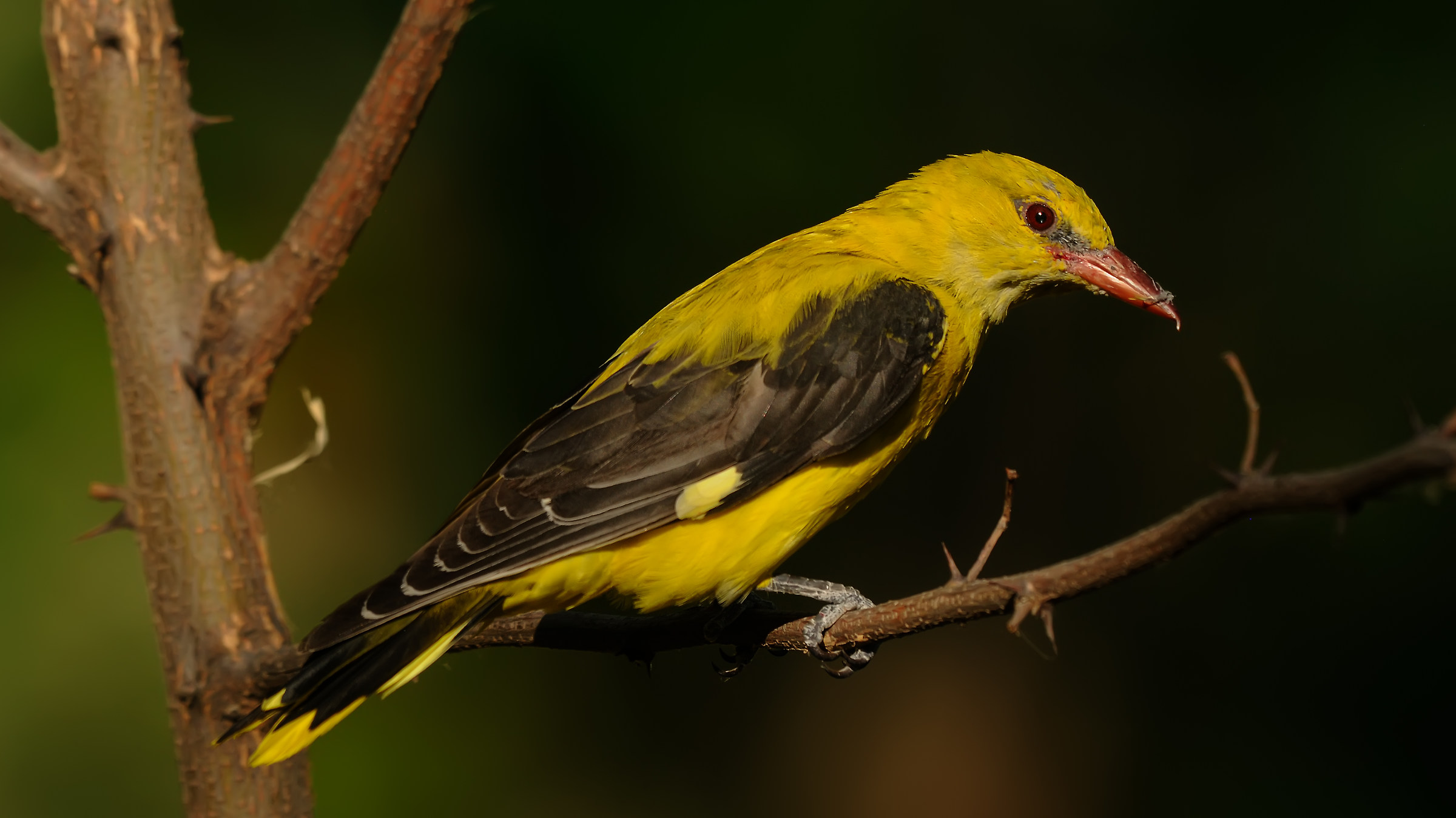Oriolus oriolus » Golden oriole