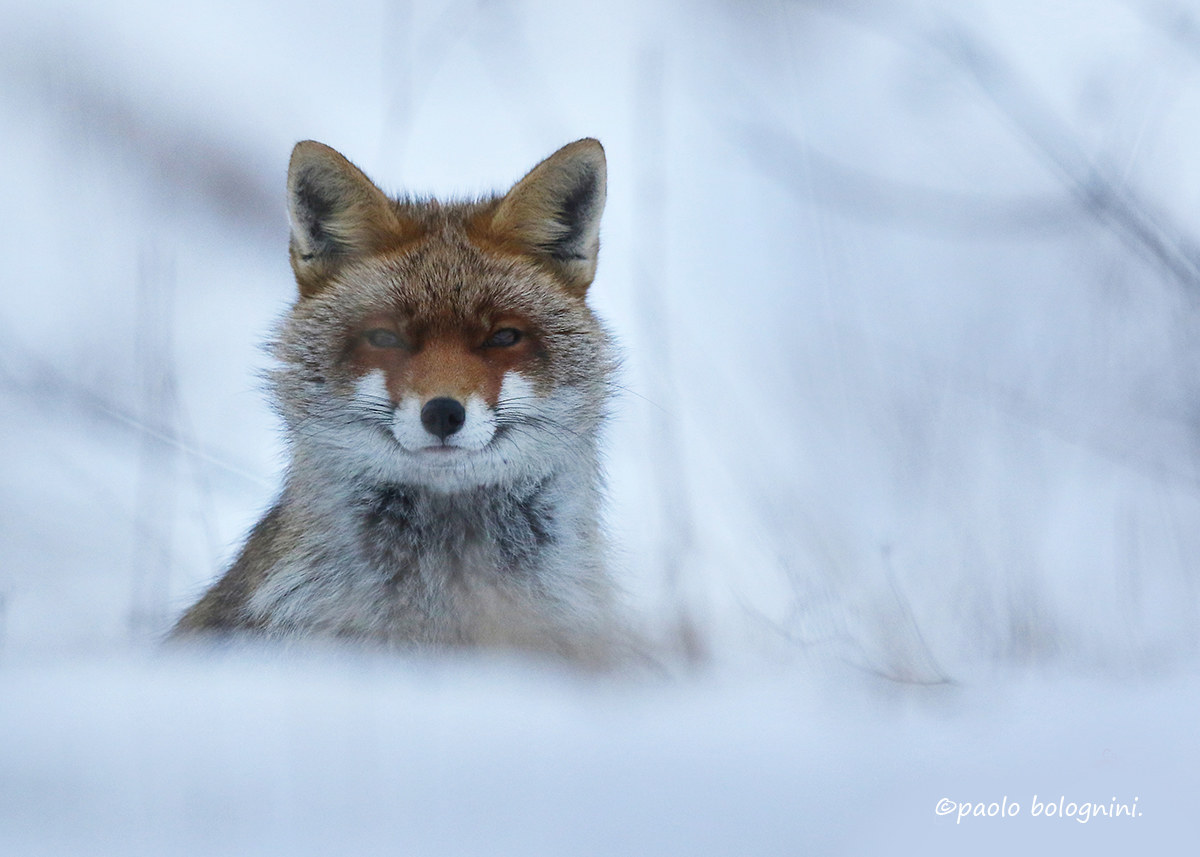 Incantevoli sguardi...
