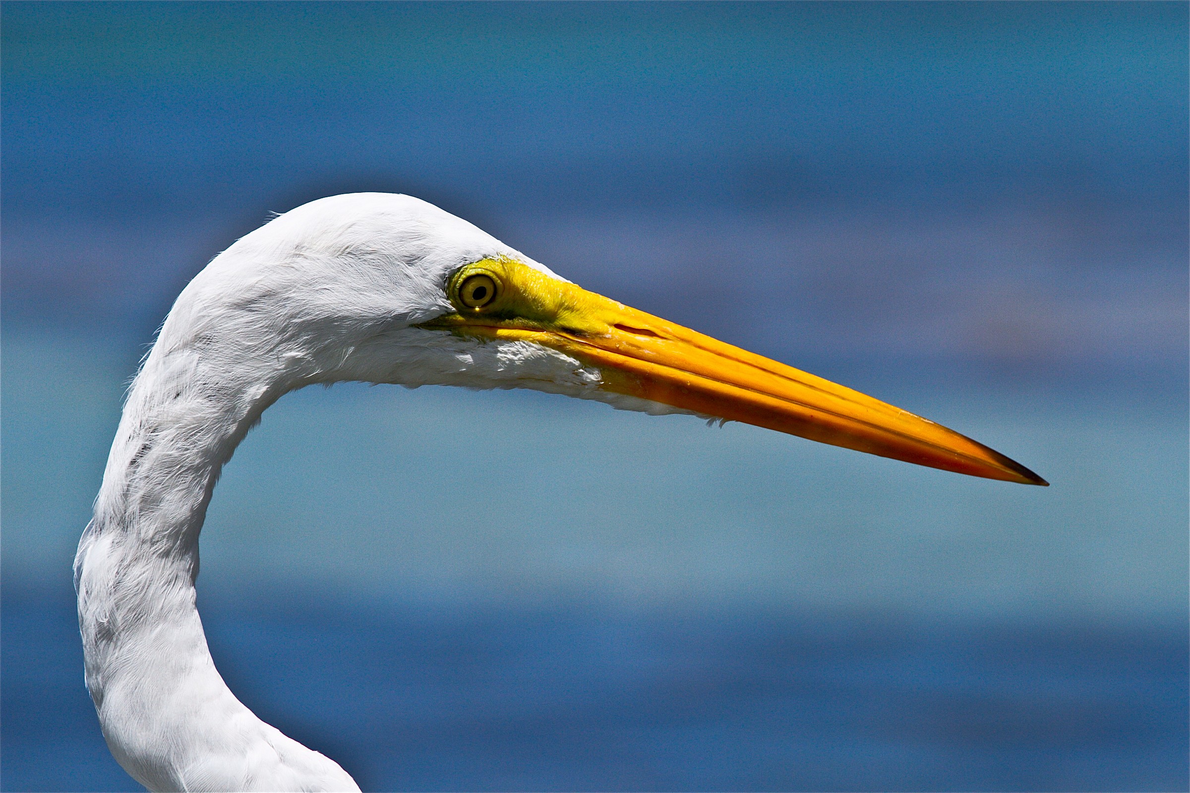 Egretta Alba