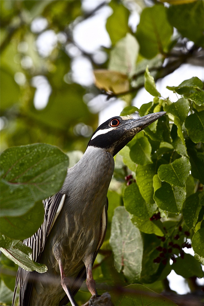 Nitticora capogiallo