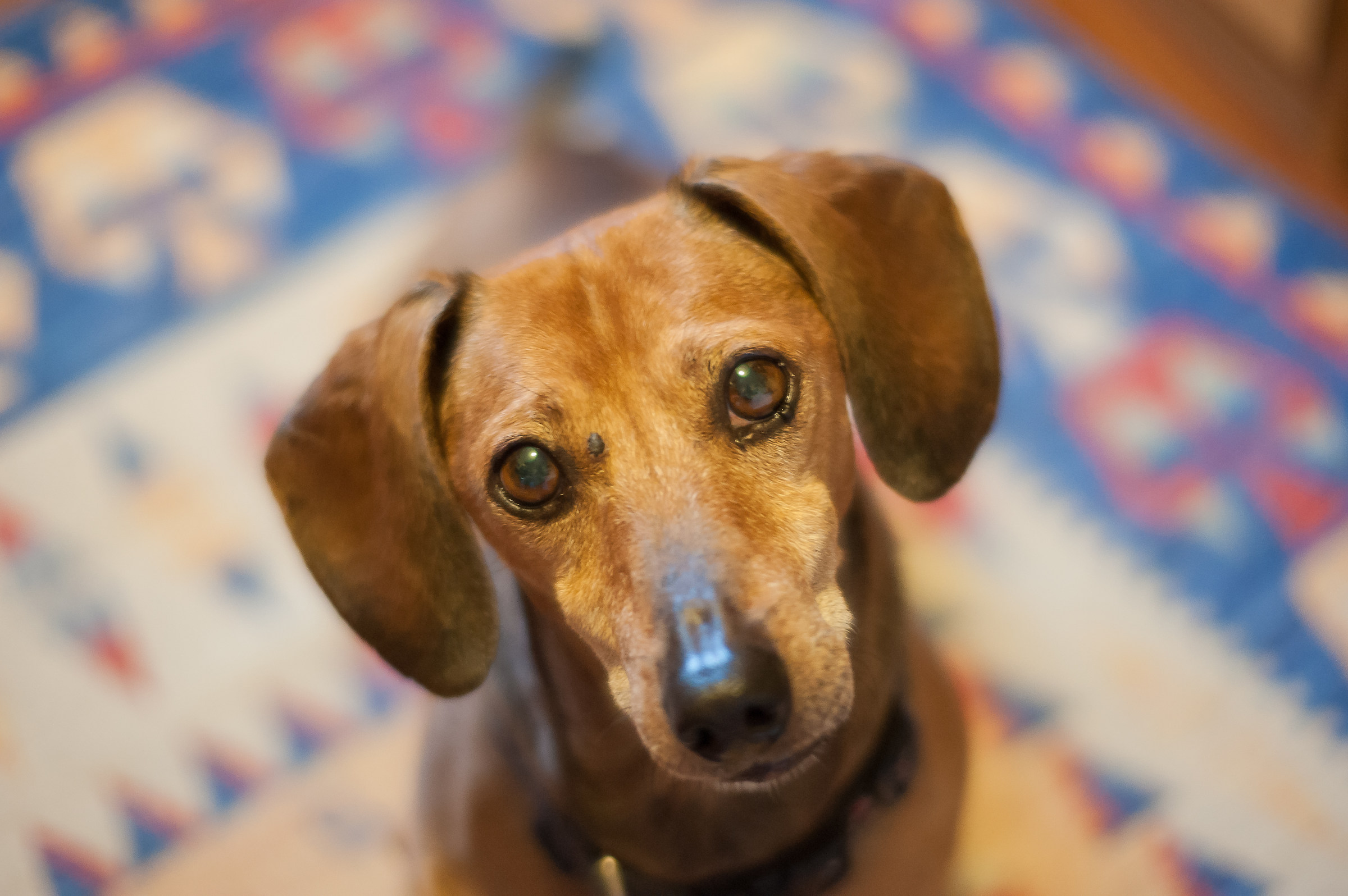 Otto the Dachshund