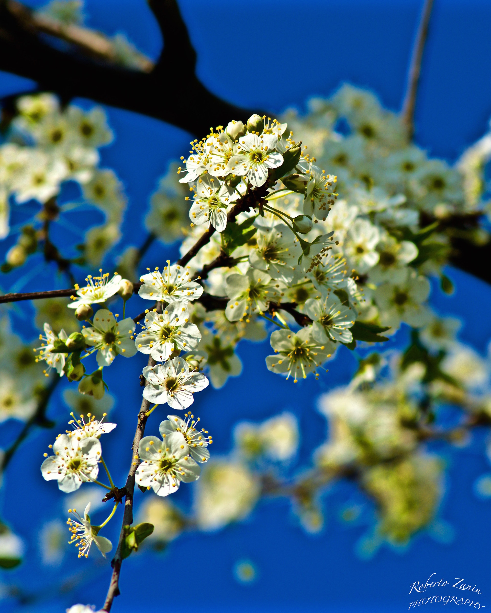 La mia primavera......bianca