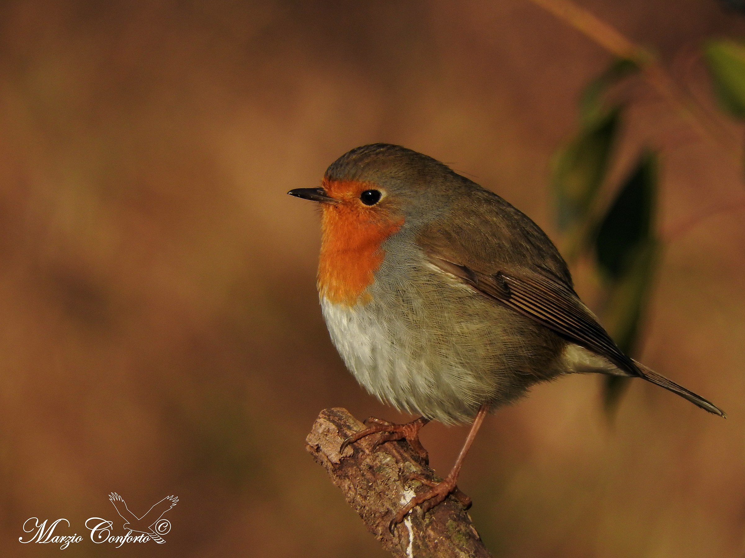 Robin