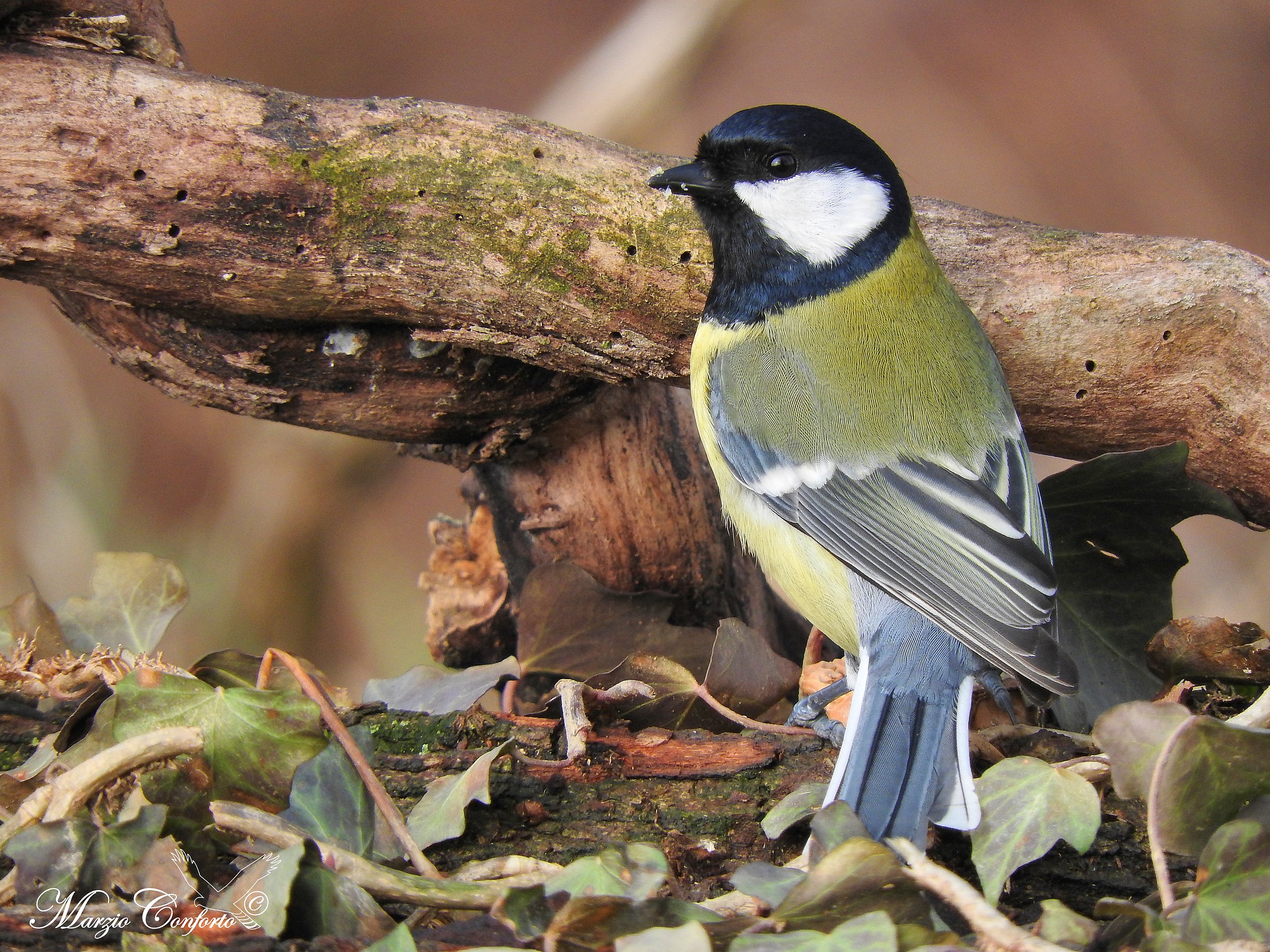 Great Tit
